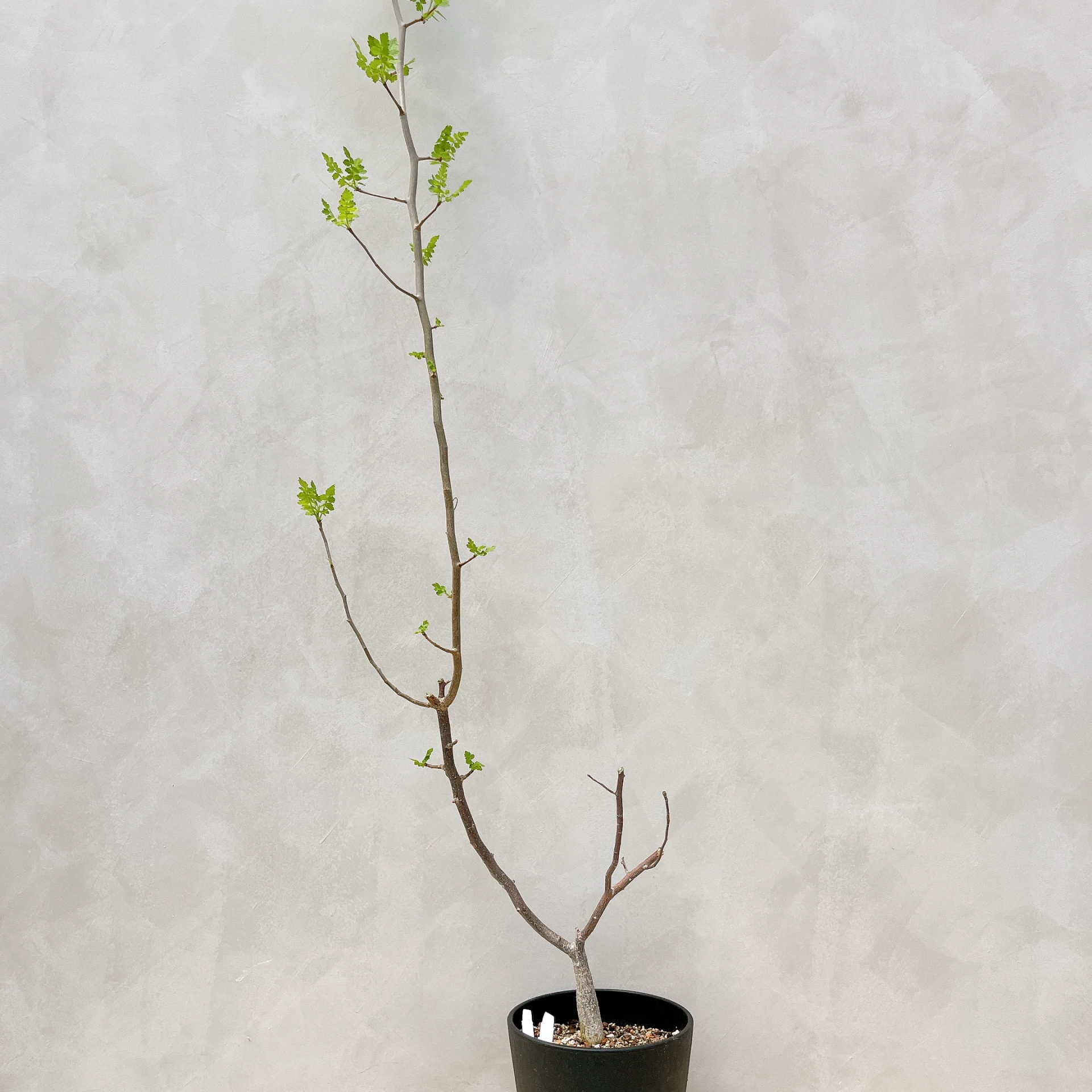 拉克夫裂欖 Bursera laxiflora CA-6016