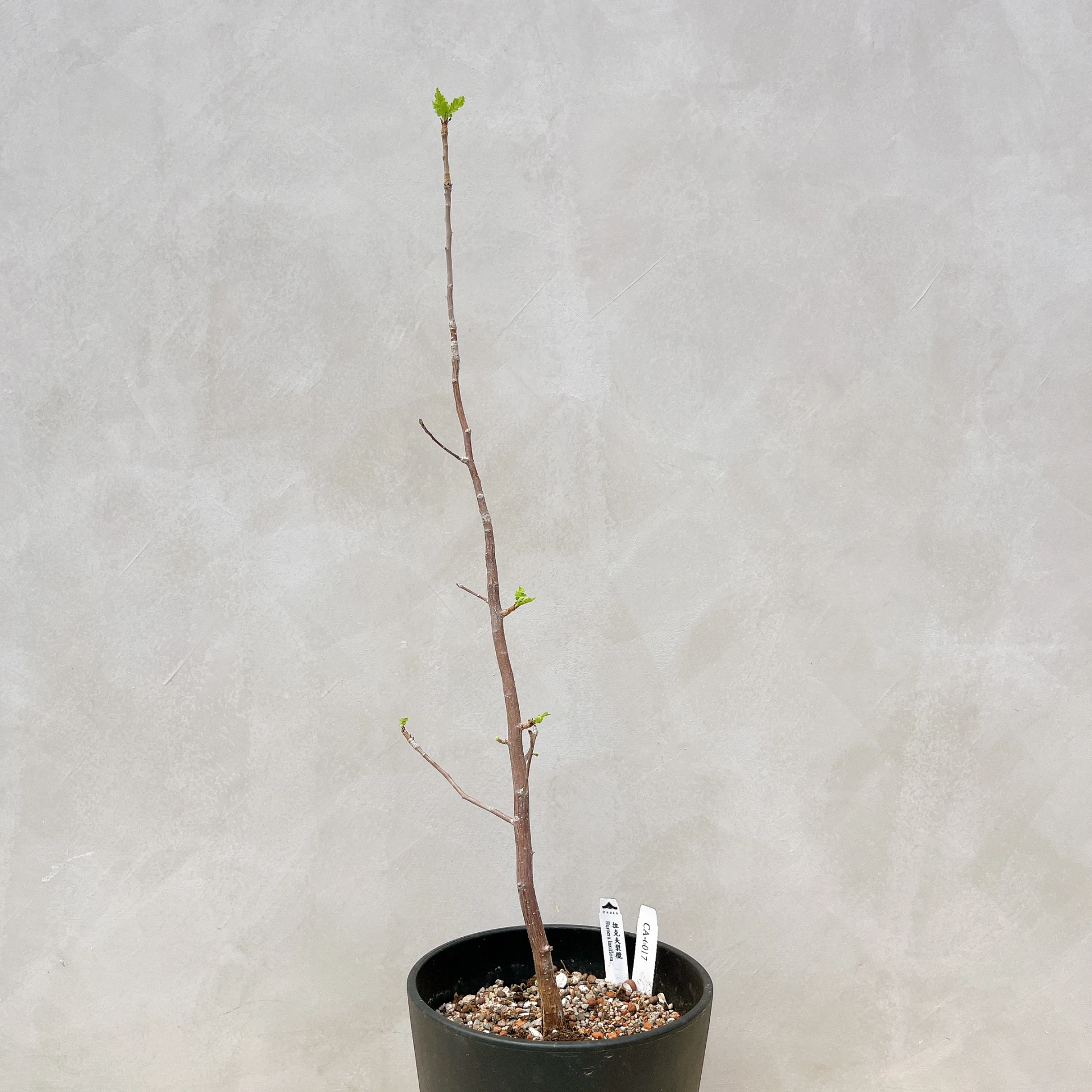 拉克夫裂欖 Bursera laxiflora CA-6017