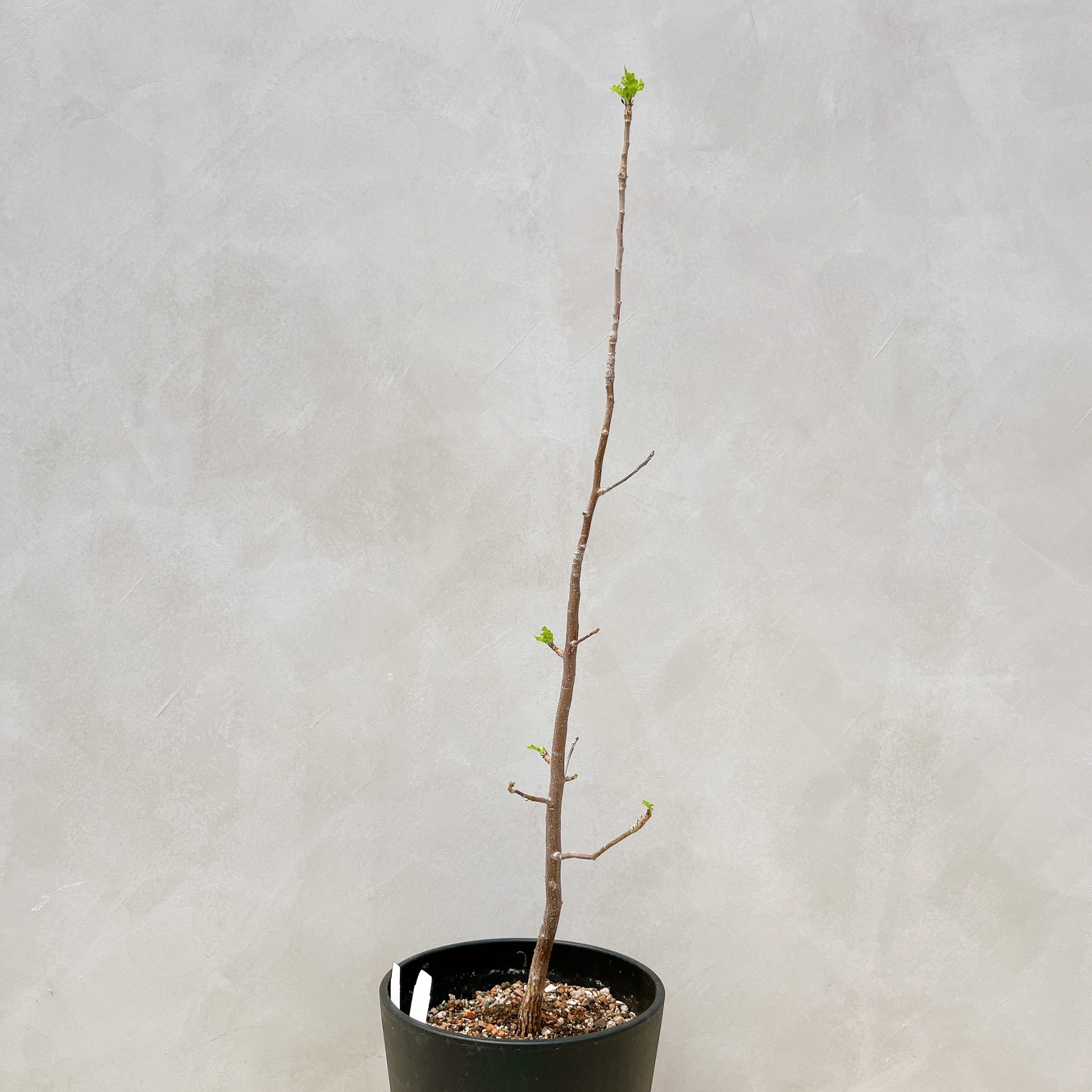 拉克夫裂欖 Bursera laxiflora CA-6017