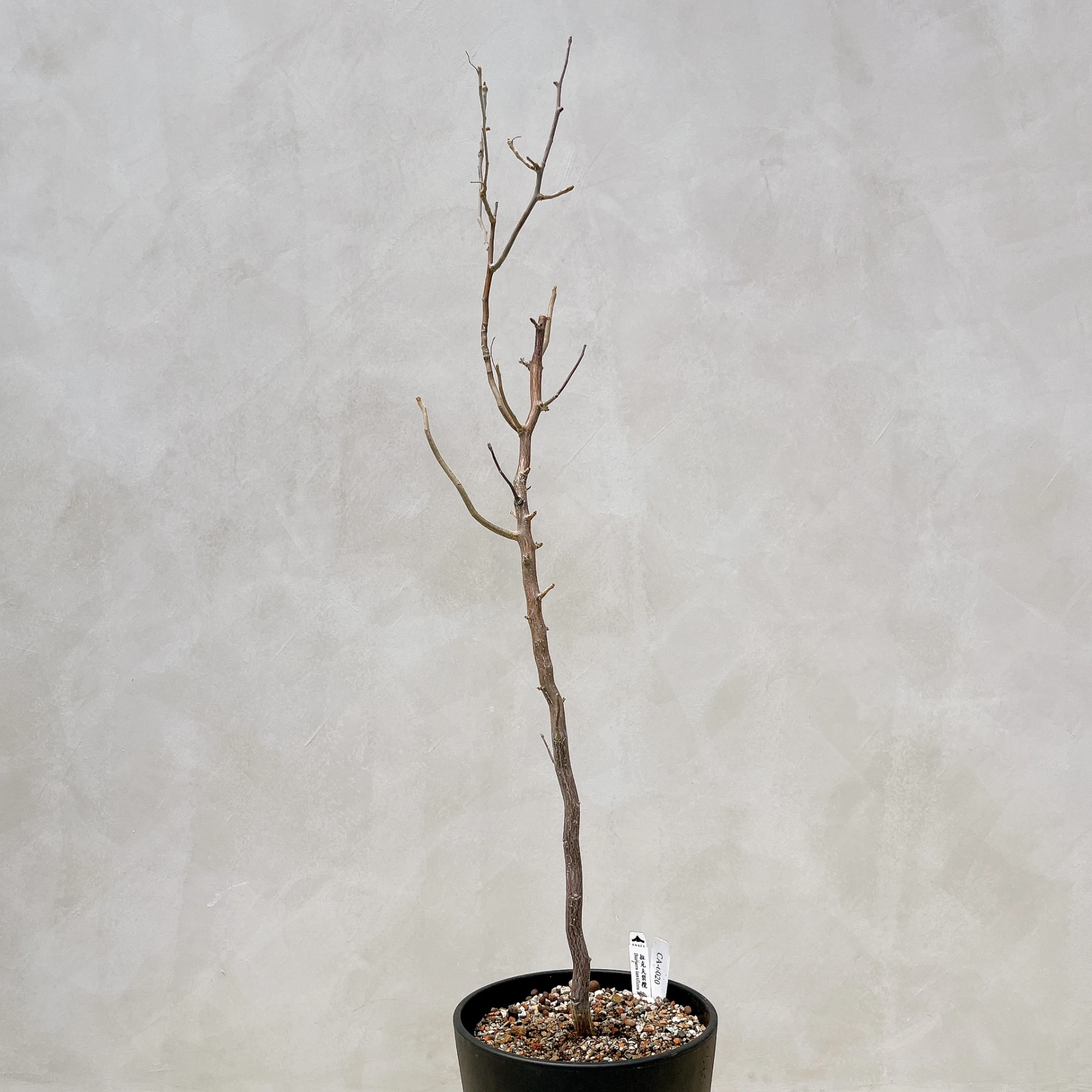 拉克夫裂欖 Bursera laxiflora CA-6020