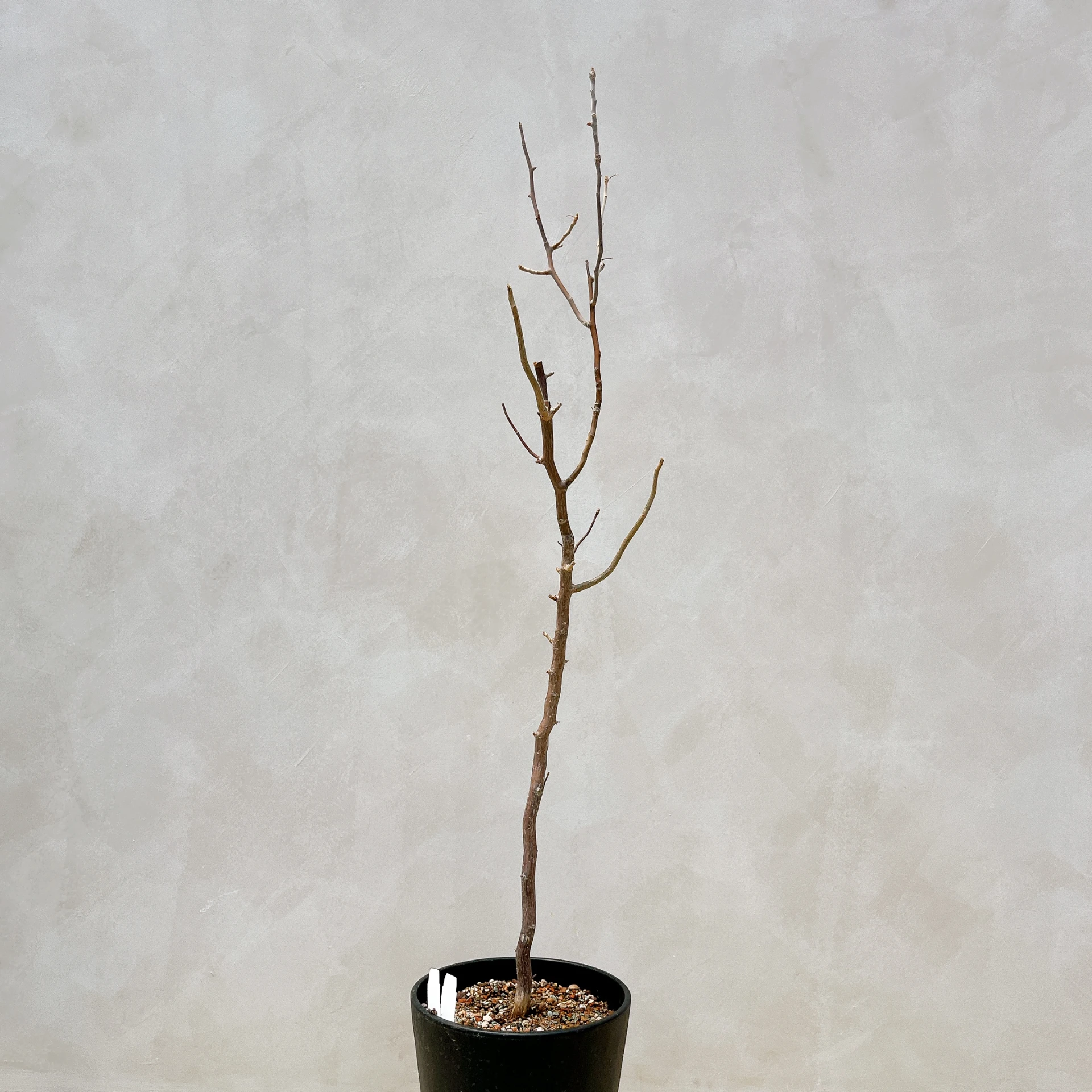 拉克夫裂欖 Bursera laxiflora CA-6020