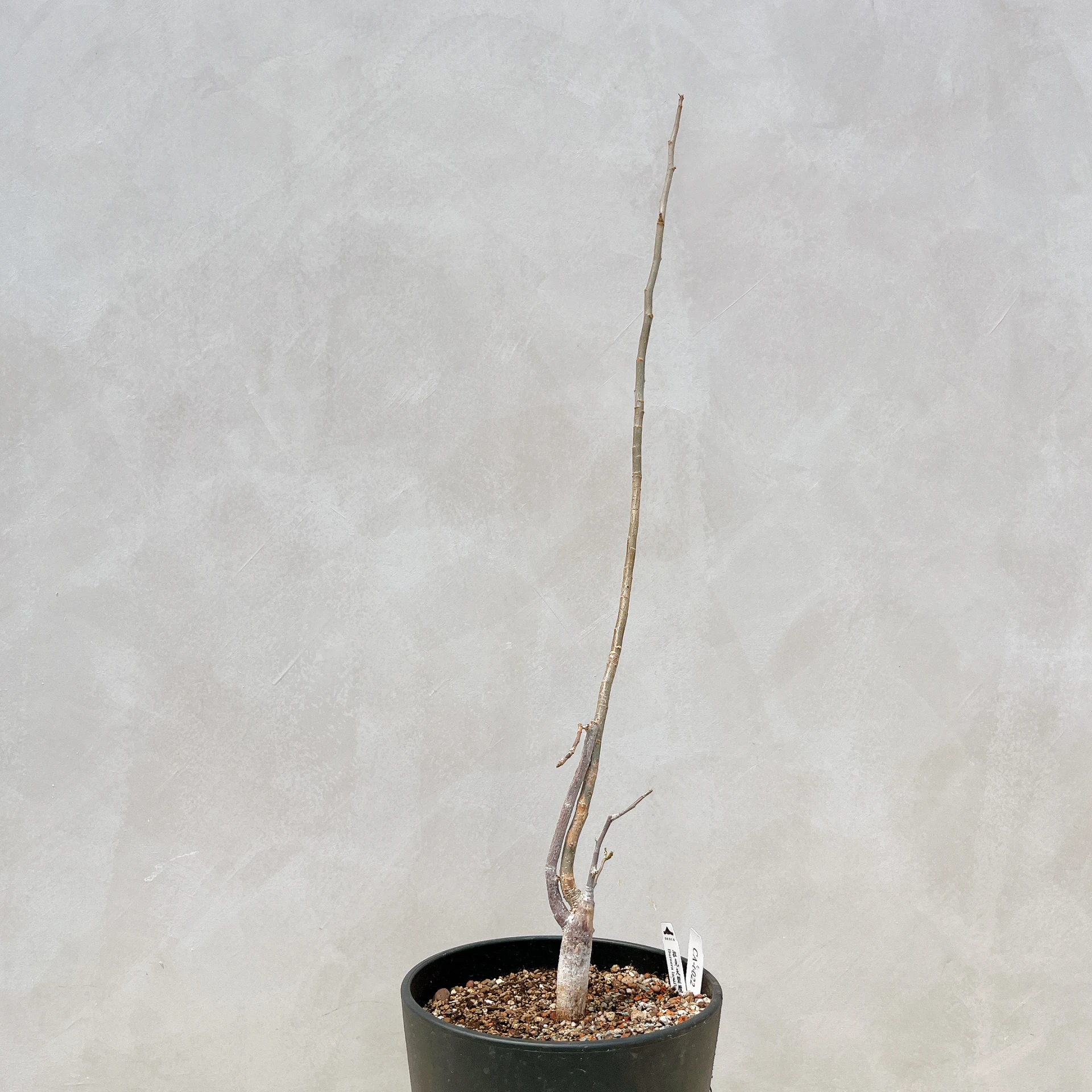 拉克夫裂欖 Bursera laxiflora CA-6022