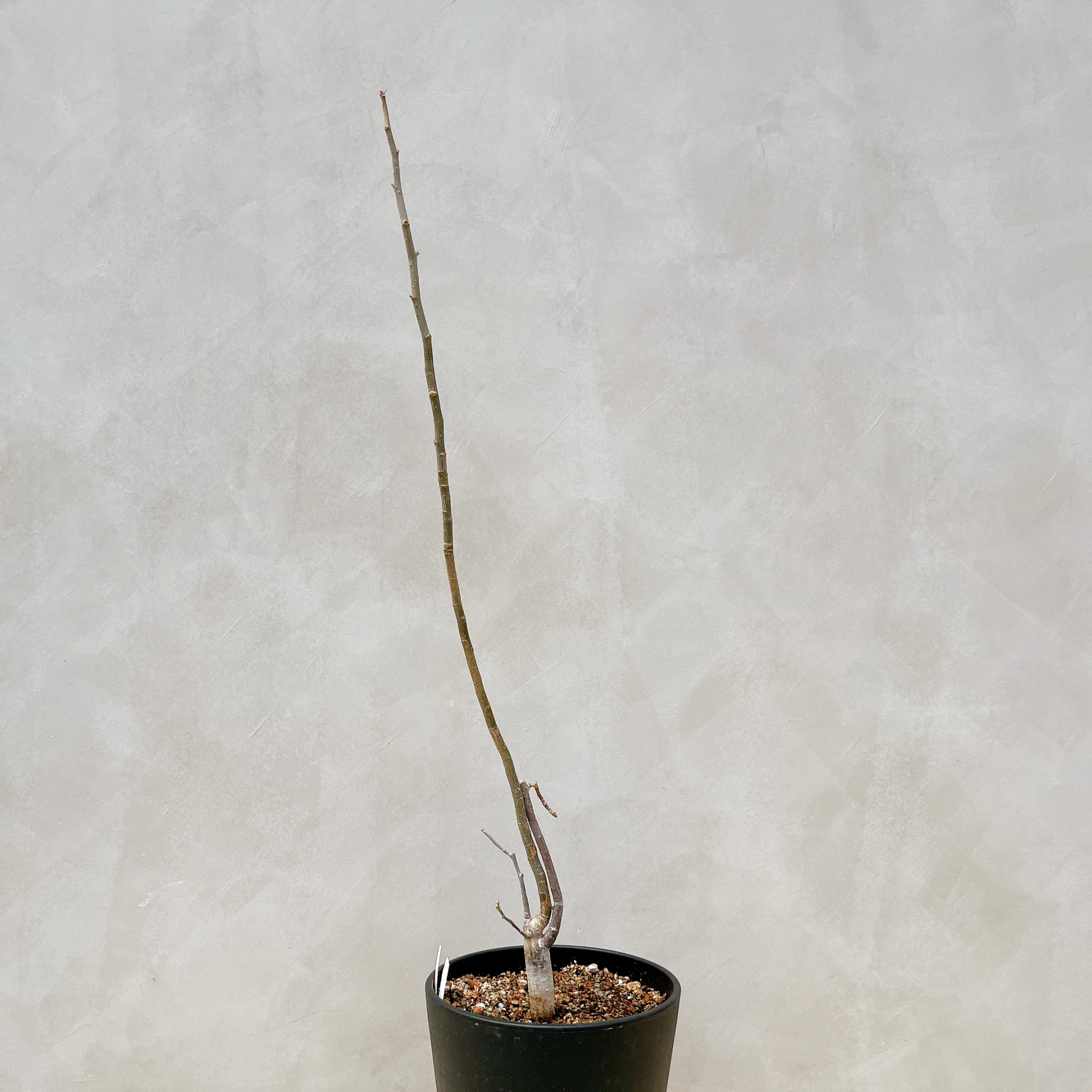 拉克夫裂欖 Bursera laxiflora CA-6022