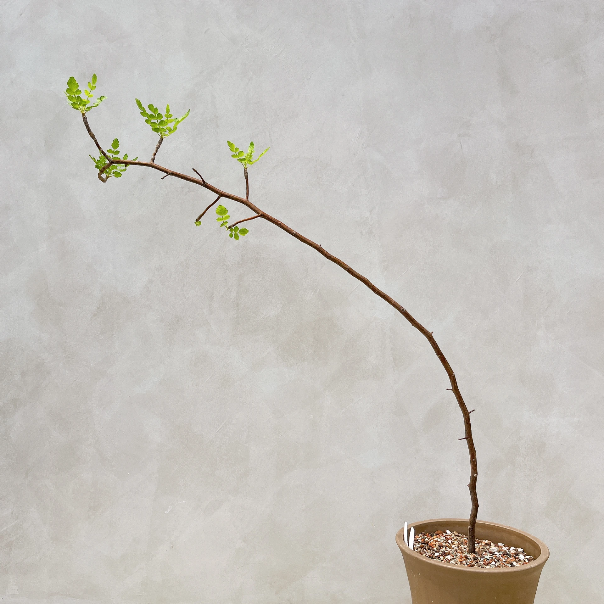拉克夫裂欖 Bursera laxiflora CA-6023