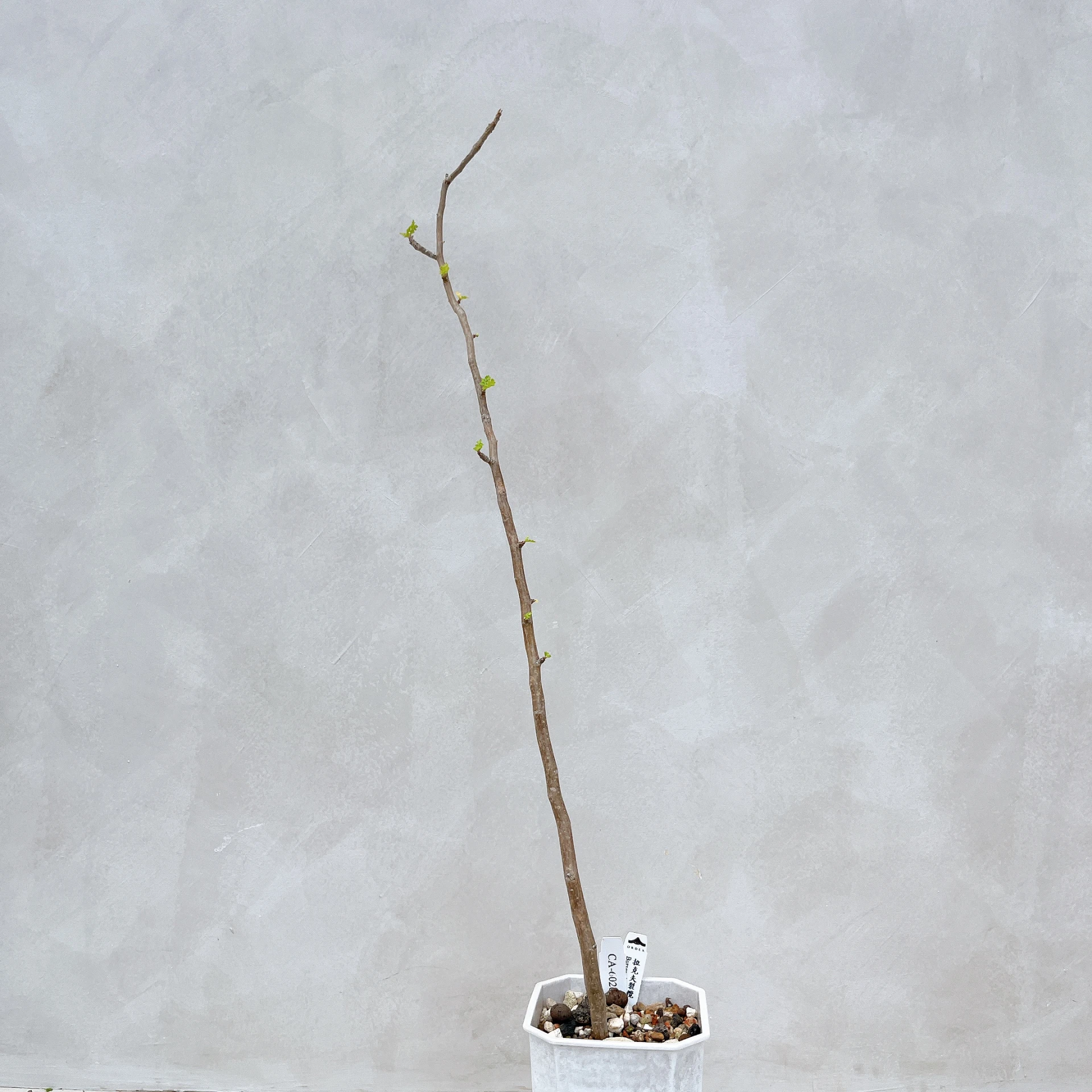 拉克夫裂欖 Bursera laxiflora CA-6026