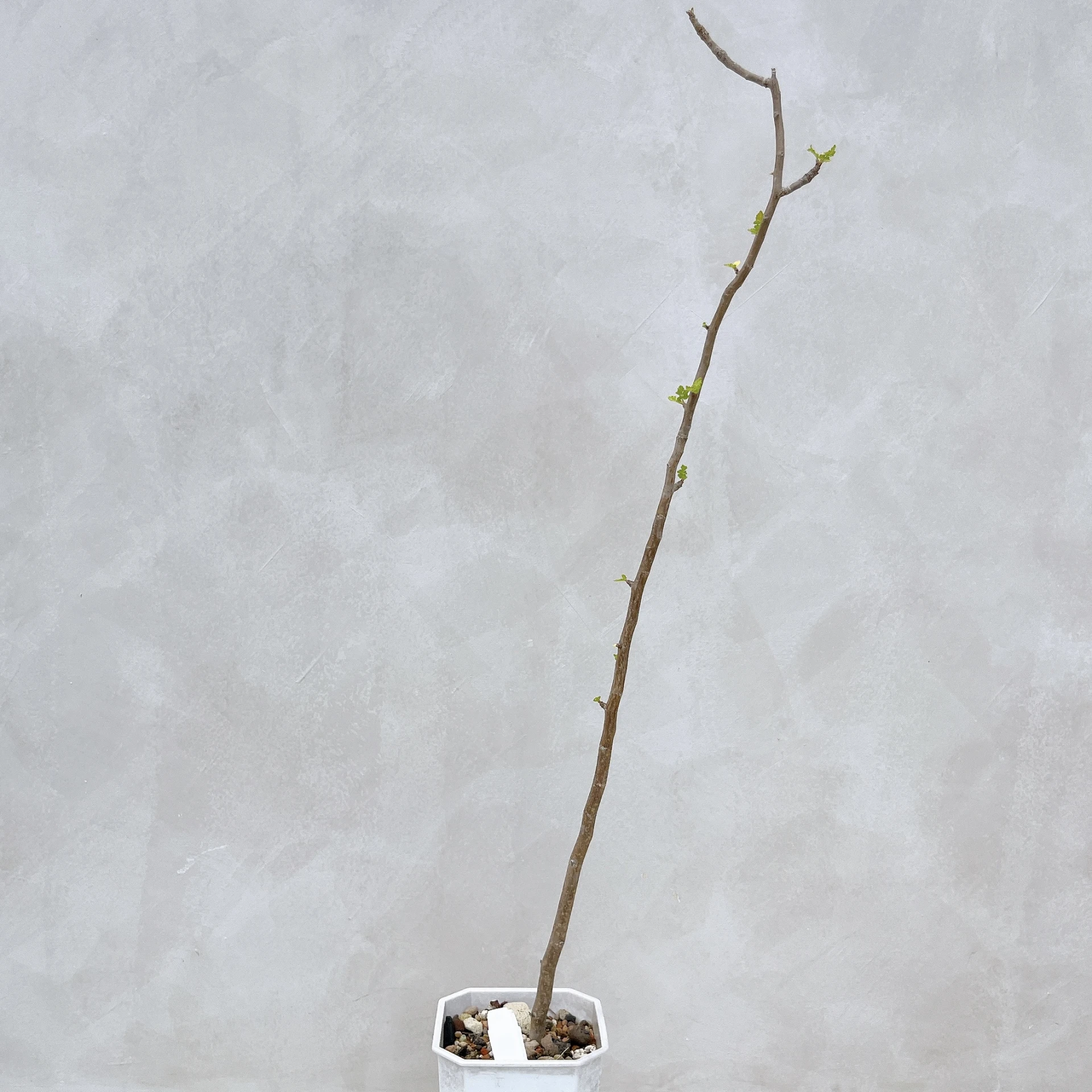 拉克夫裂欖 Bursera laxiflora CA-6026