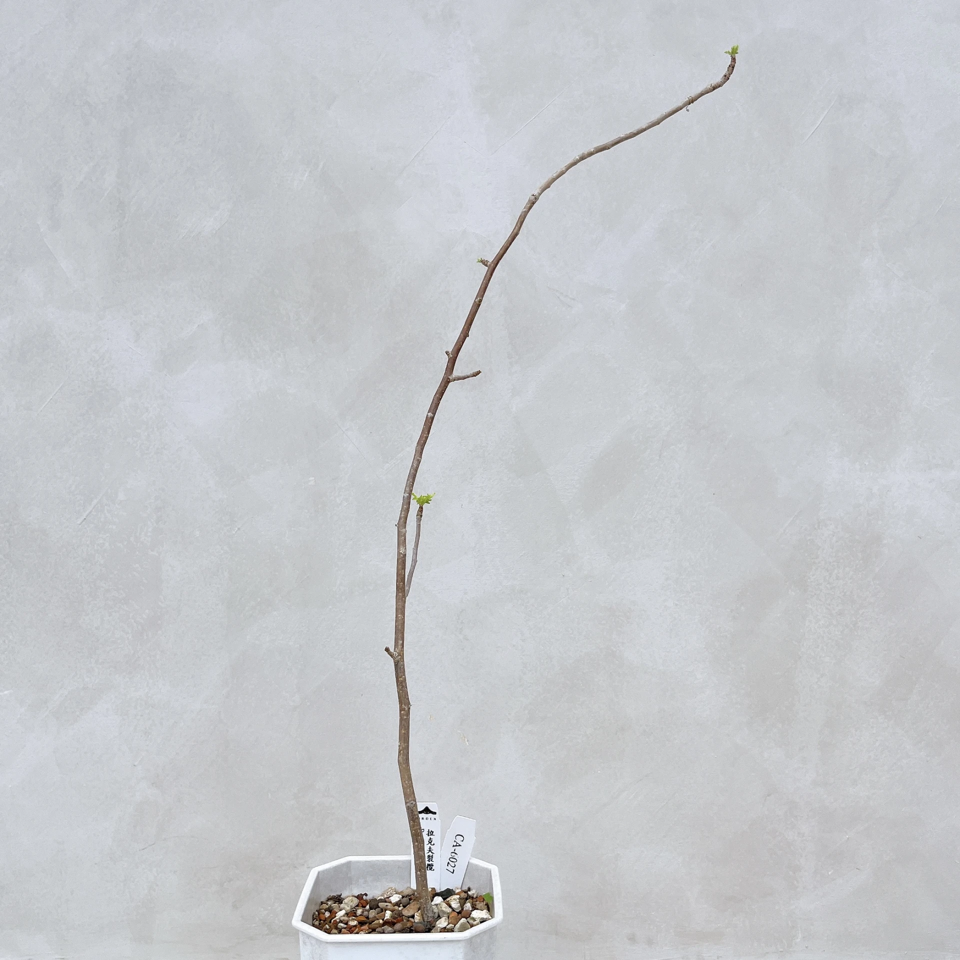 拉克夫裂欖 Bursera laxiflora CA-6027