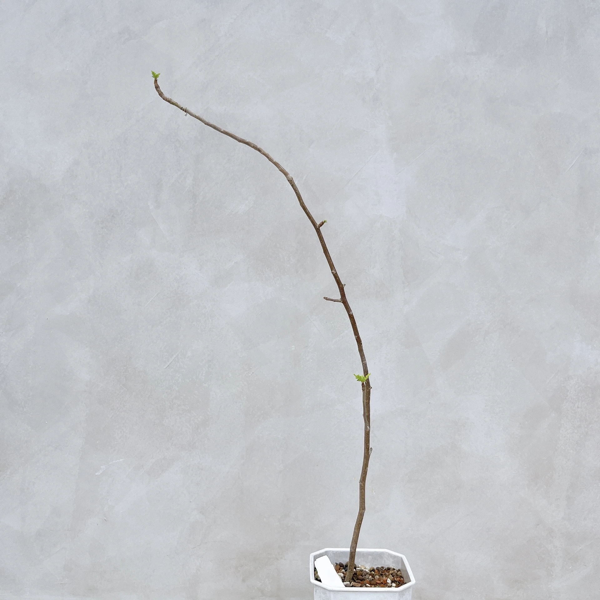 拉克夫裂欖 Bursera laxiflora CA-6027