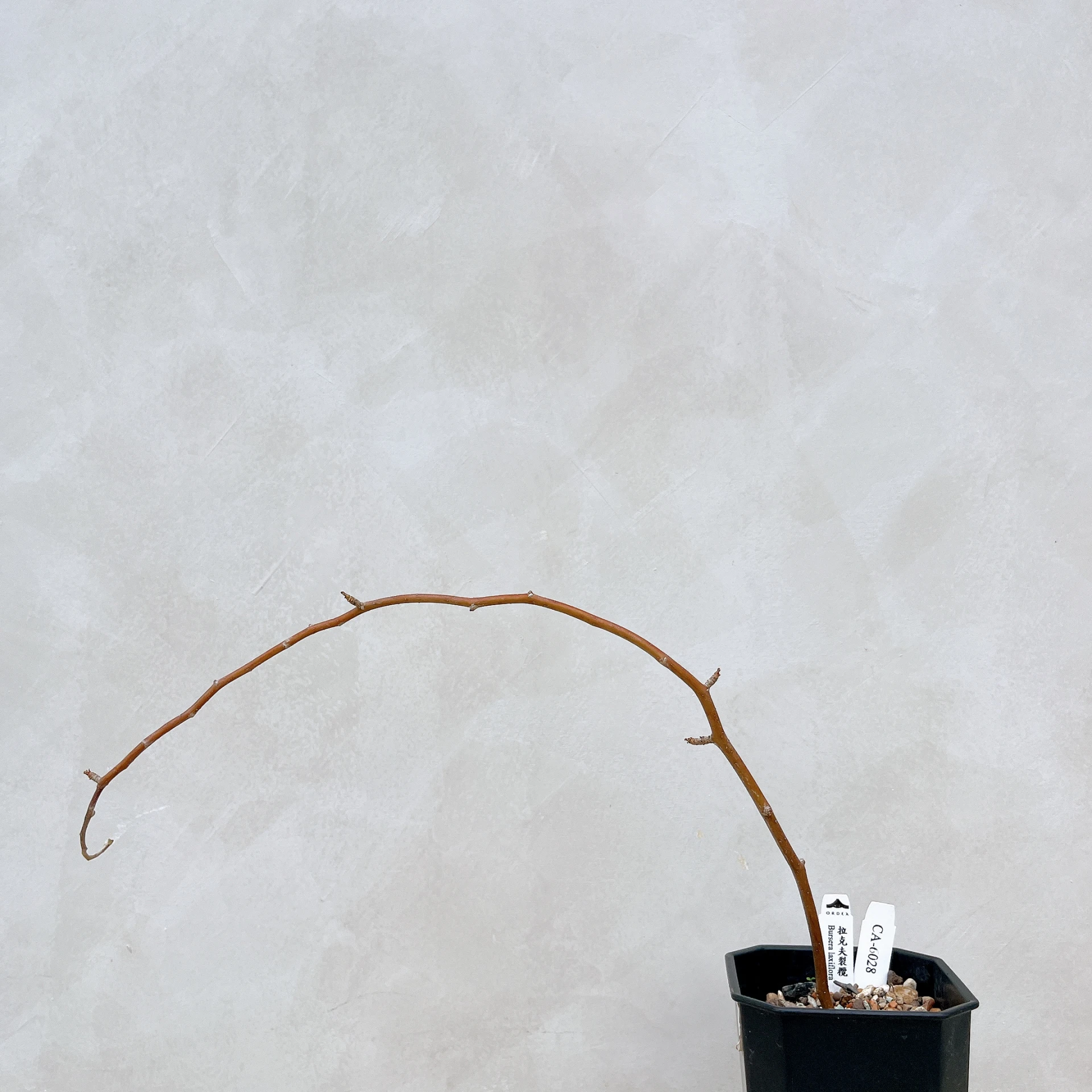 拉克夫裂欖 Bursera laxiflora CA-6028