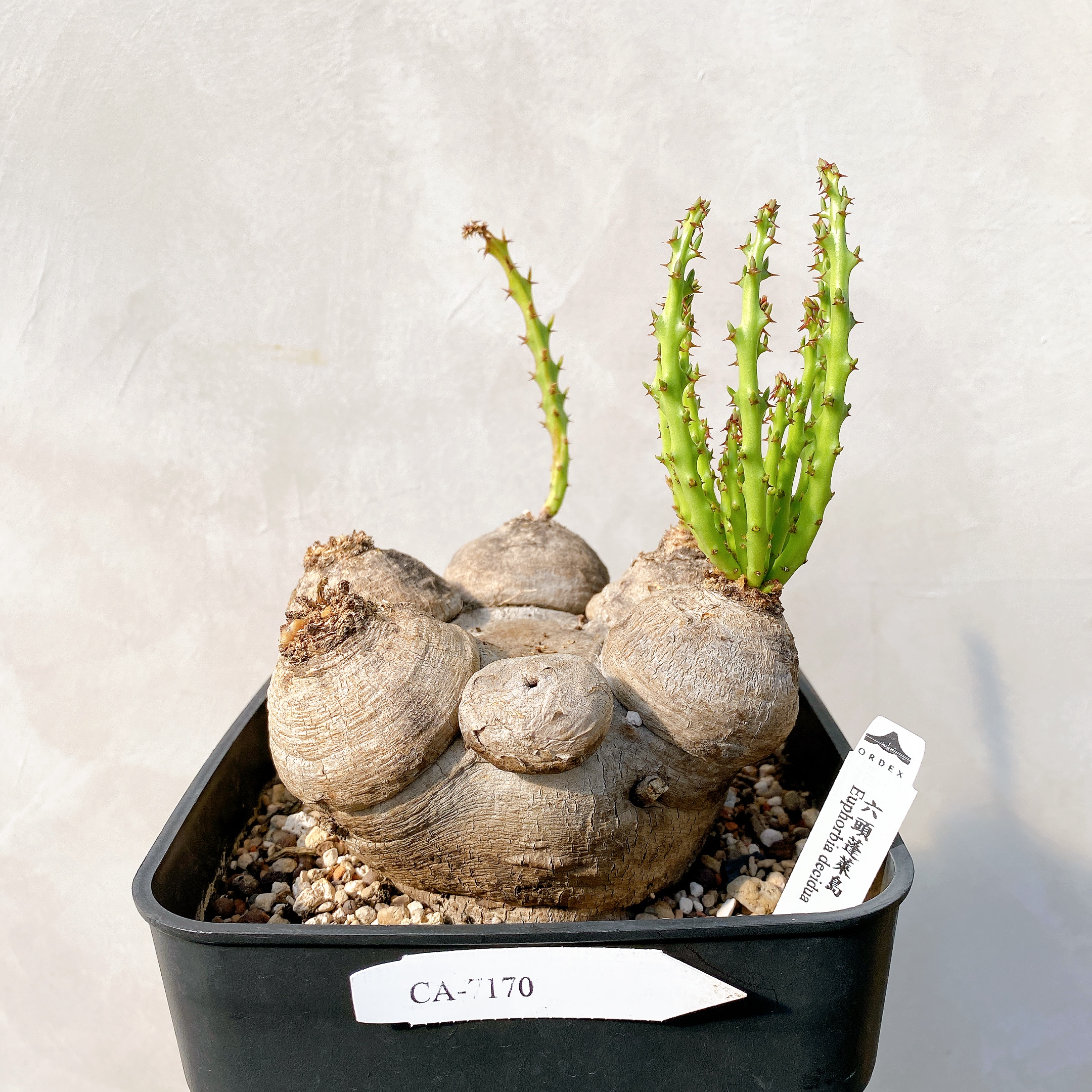 1258 Euphorbia decidua・蓬莱島 ユーフォルビア・デシドゥア 塊根怪奇