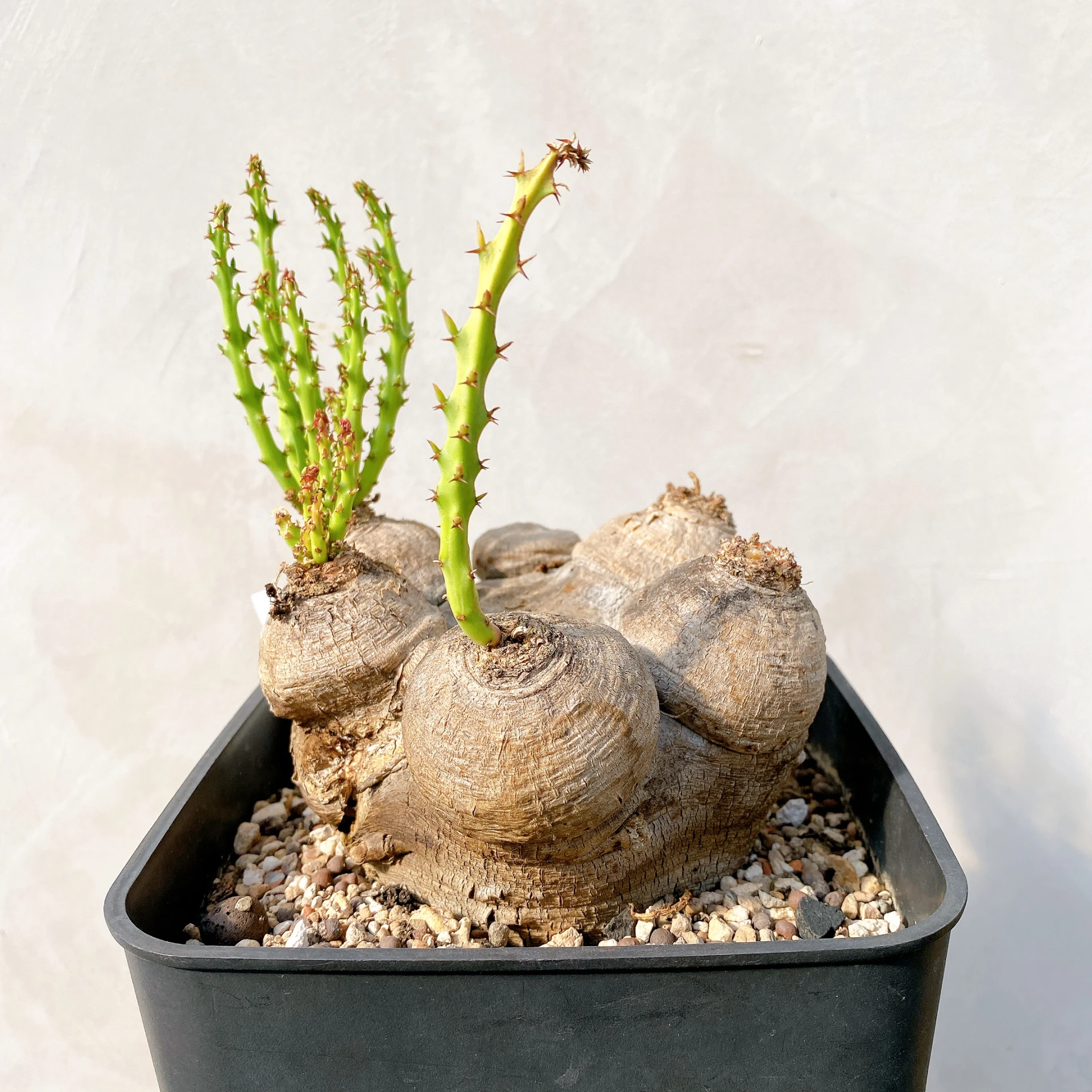 六頭蓬萊島 Euphorbia decidua CA-7170