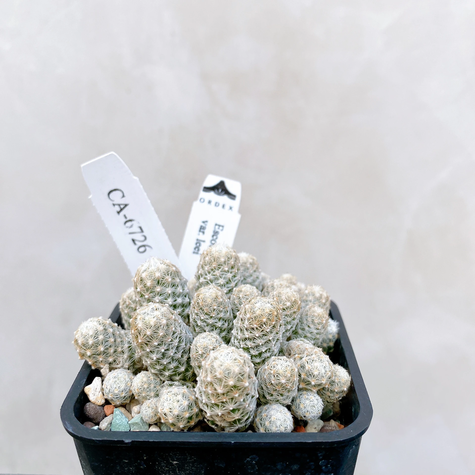 孤雁丸LEE Escobaria sneedii var. leei CA-6726