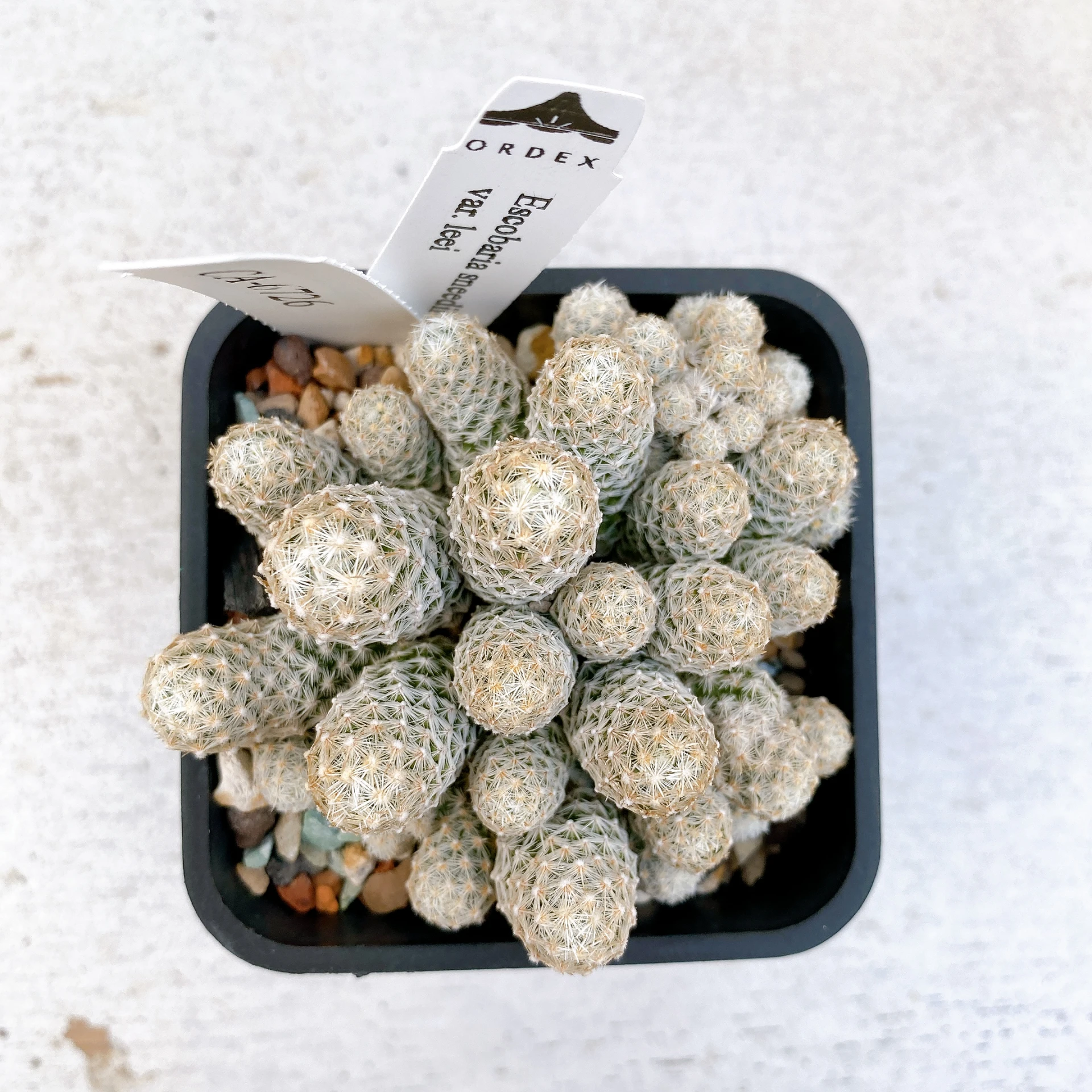 孤雁丸LEE Escobaria sneedii var. leei CA-6726