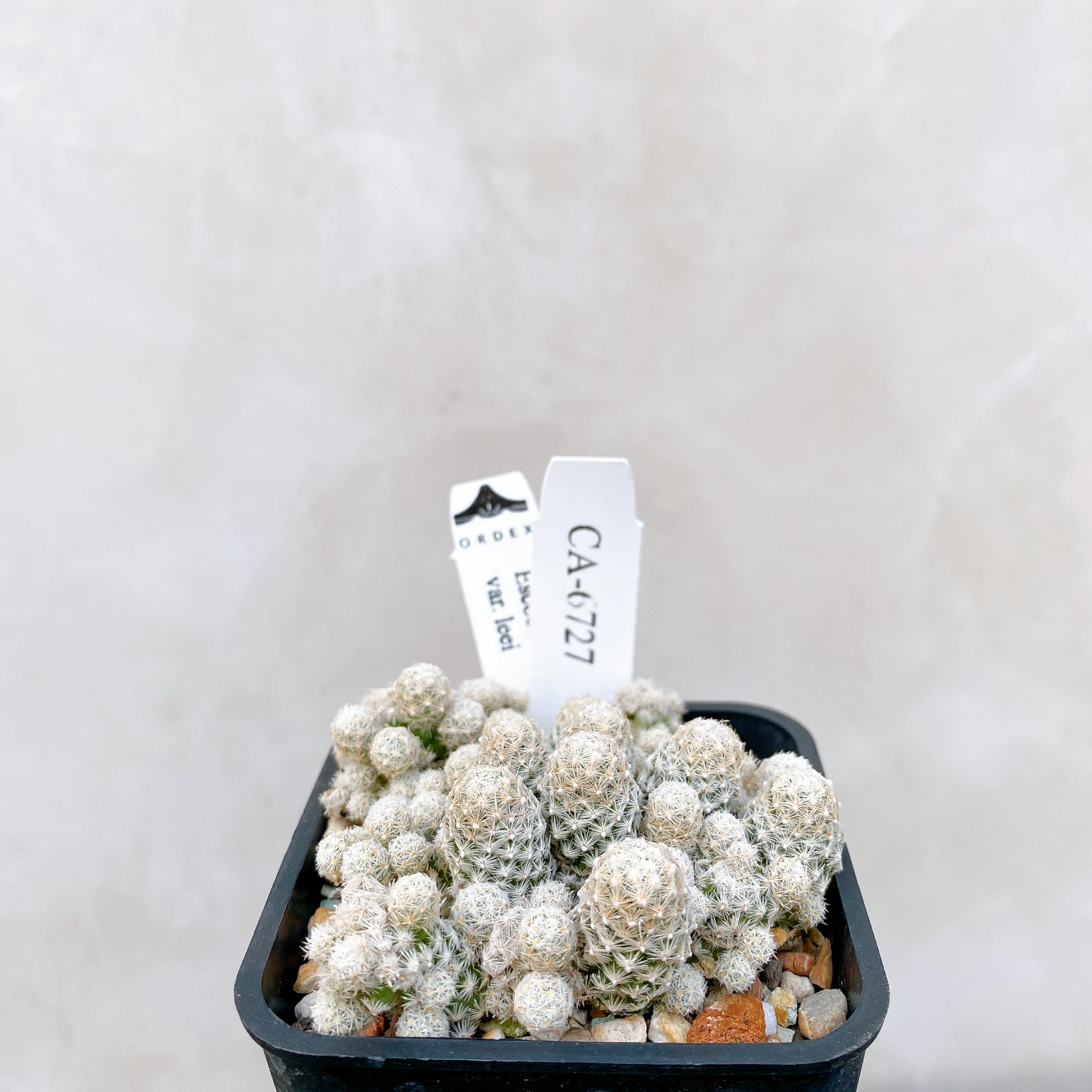 孤雁丸LEE Escobaria sneedii var. leei CA-6727