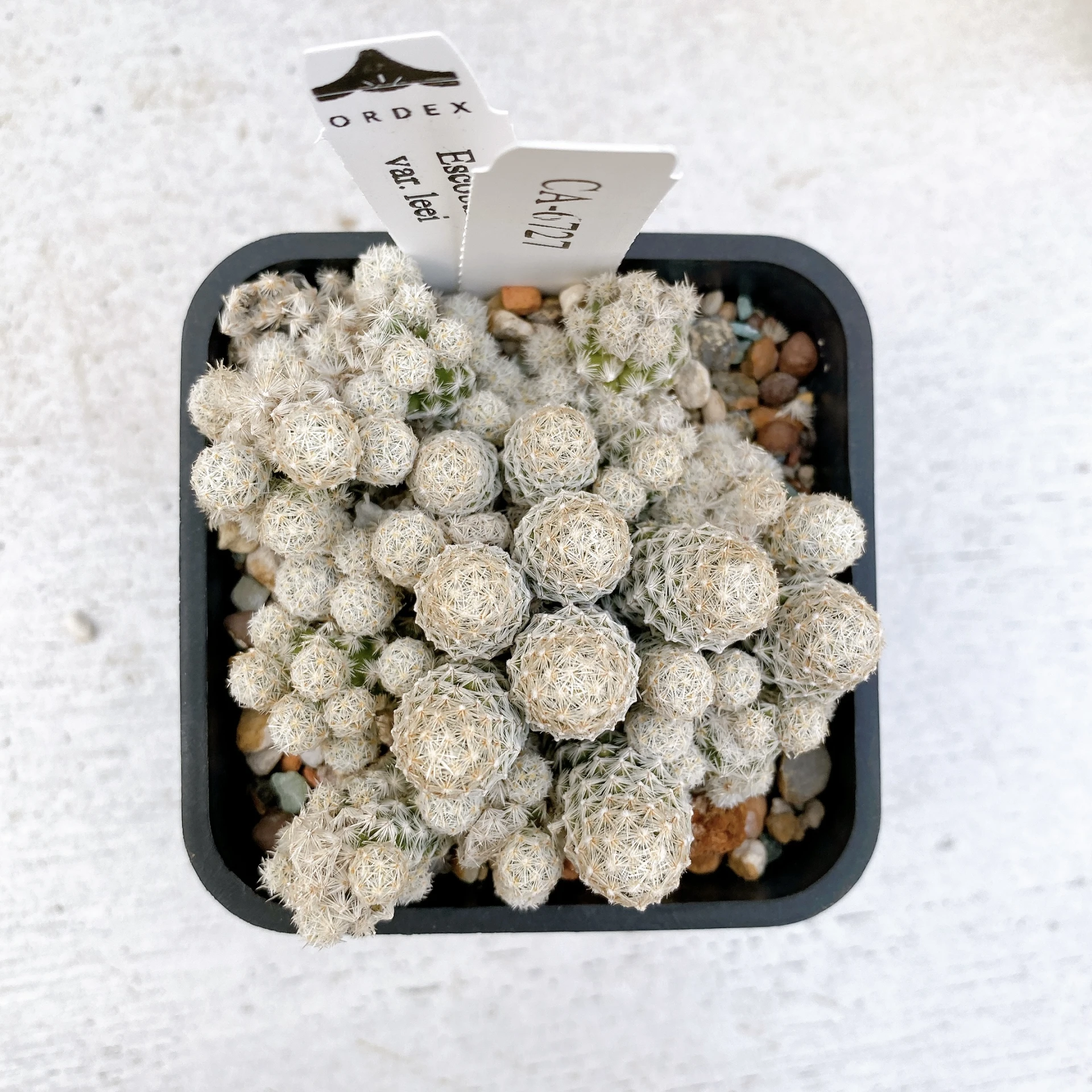 孤雁丸LEE Escobaria sneedii var. leei CA-6727