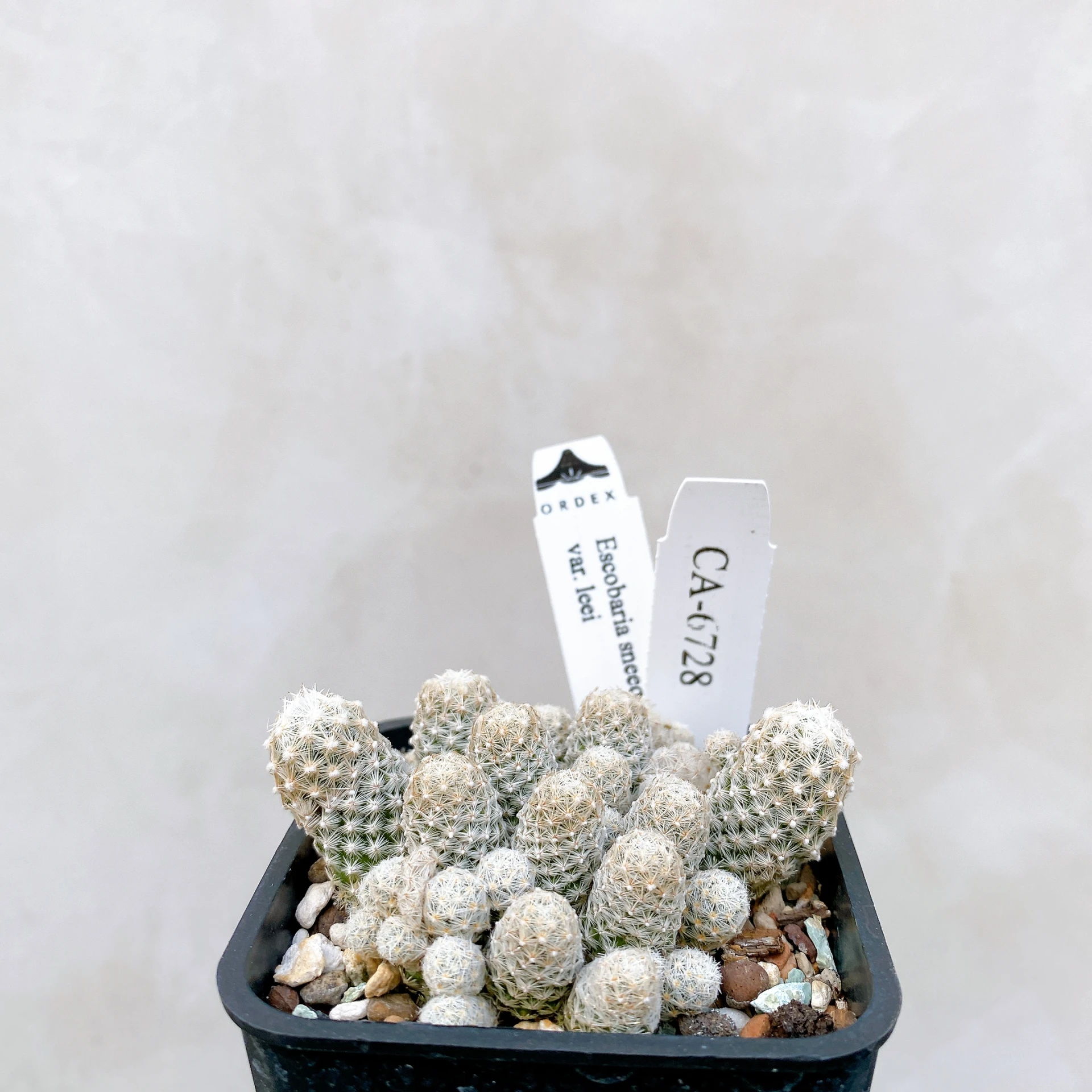 孤雁丸LEE Escobaria sneedii var. leei CA-6728