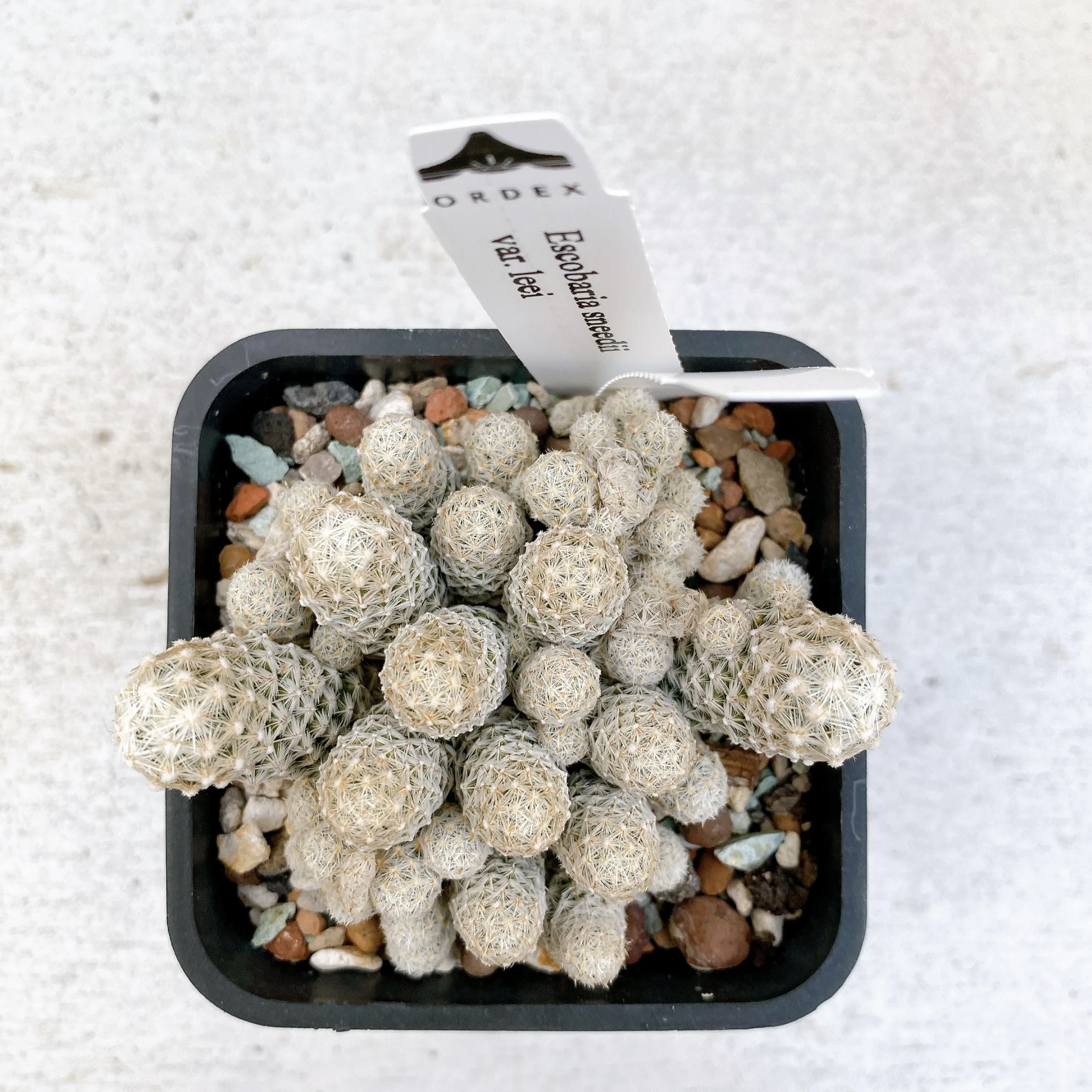 孤雁丸LEE Escobaria sneedii var. leei CA-6728