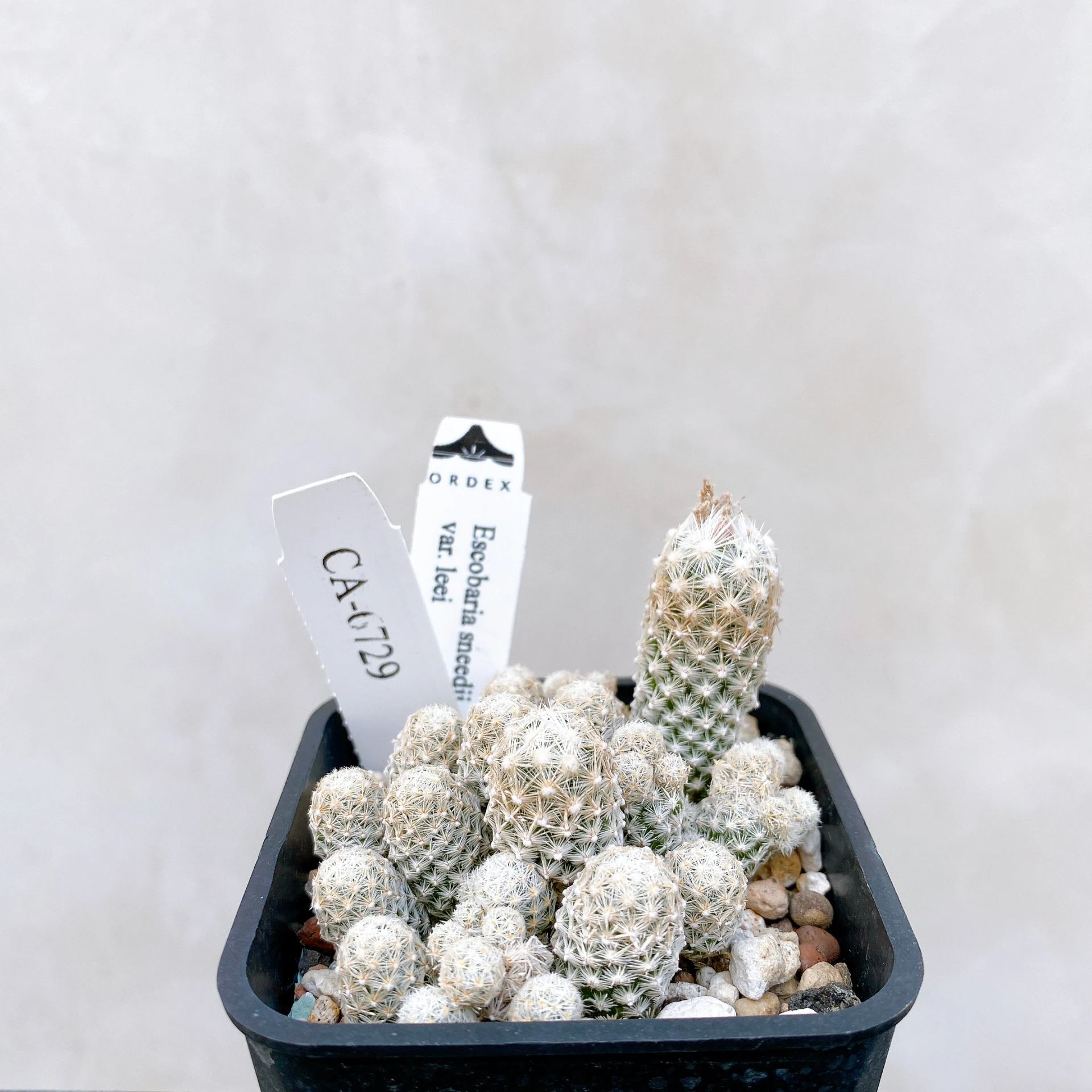 孤雁丸LEE Escobaria sneedii var. leei CA-6729