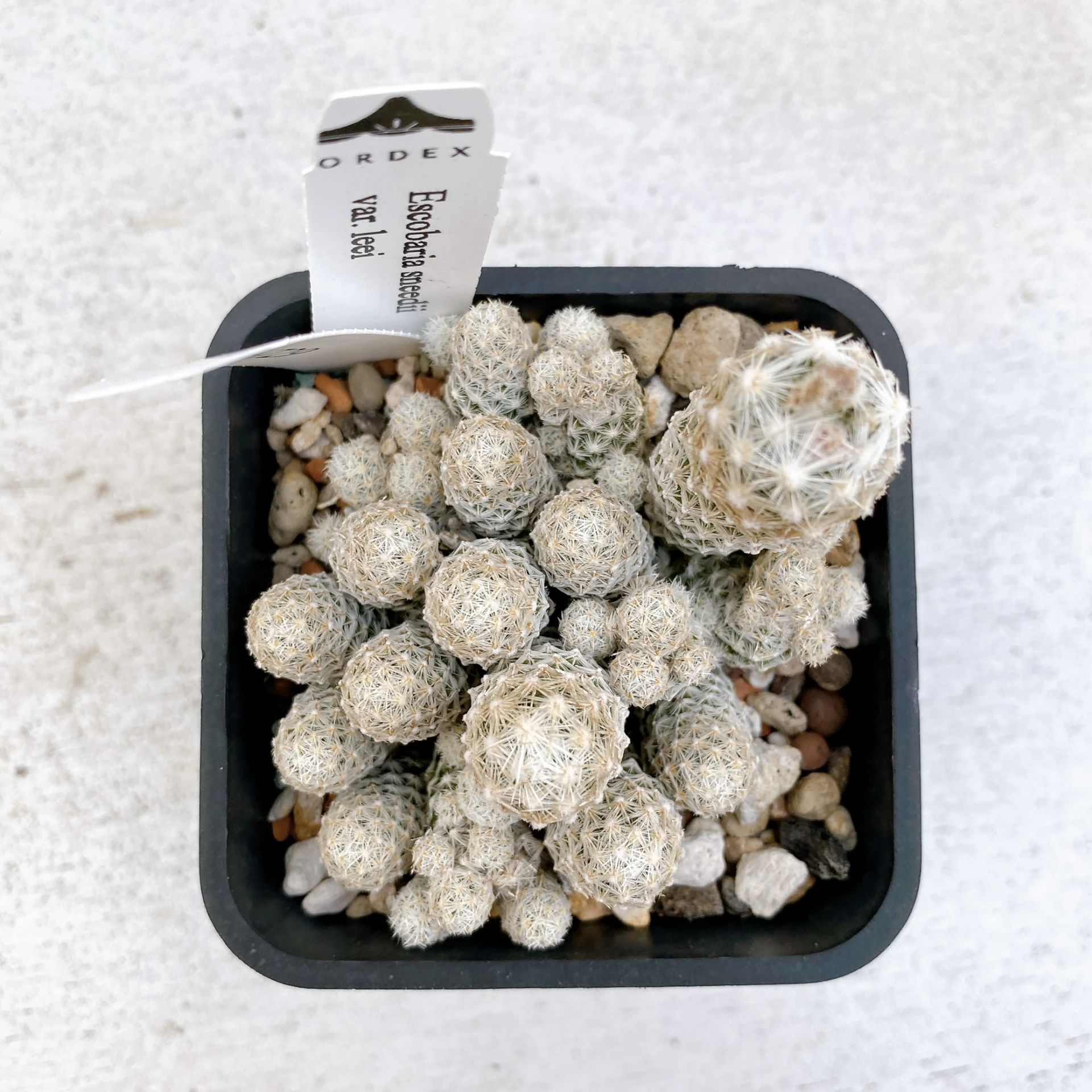 孤雁丸LEE Escobaria sneedii var. leei CA-6729