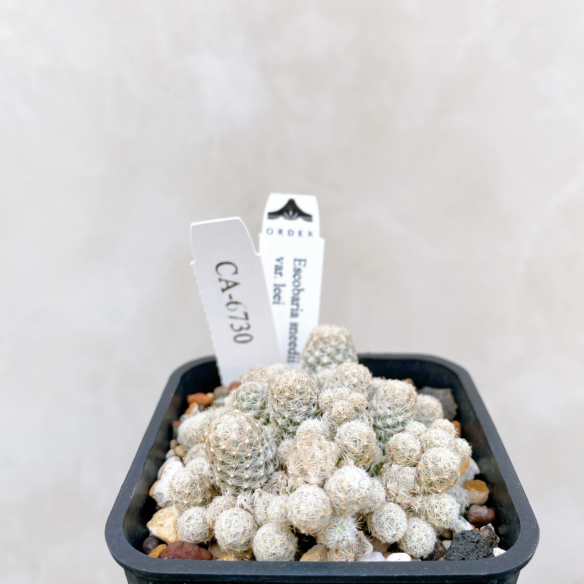 孤雁丸LEE Escobaria sneedii var. leei CA-6730