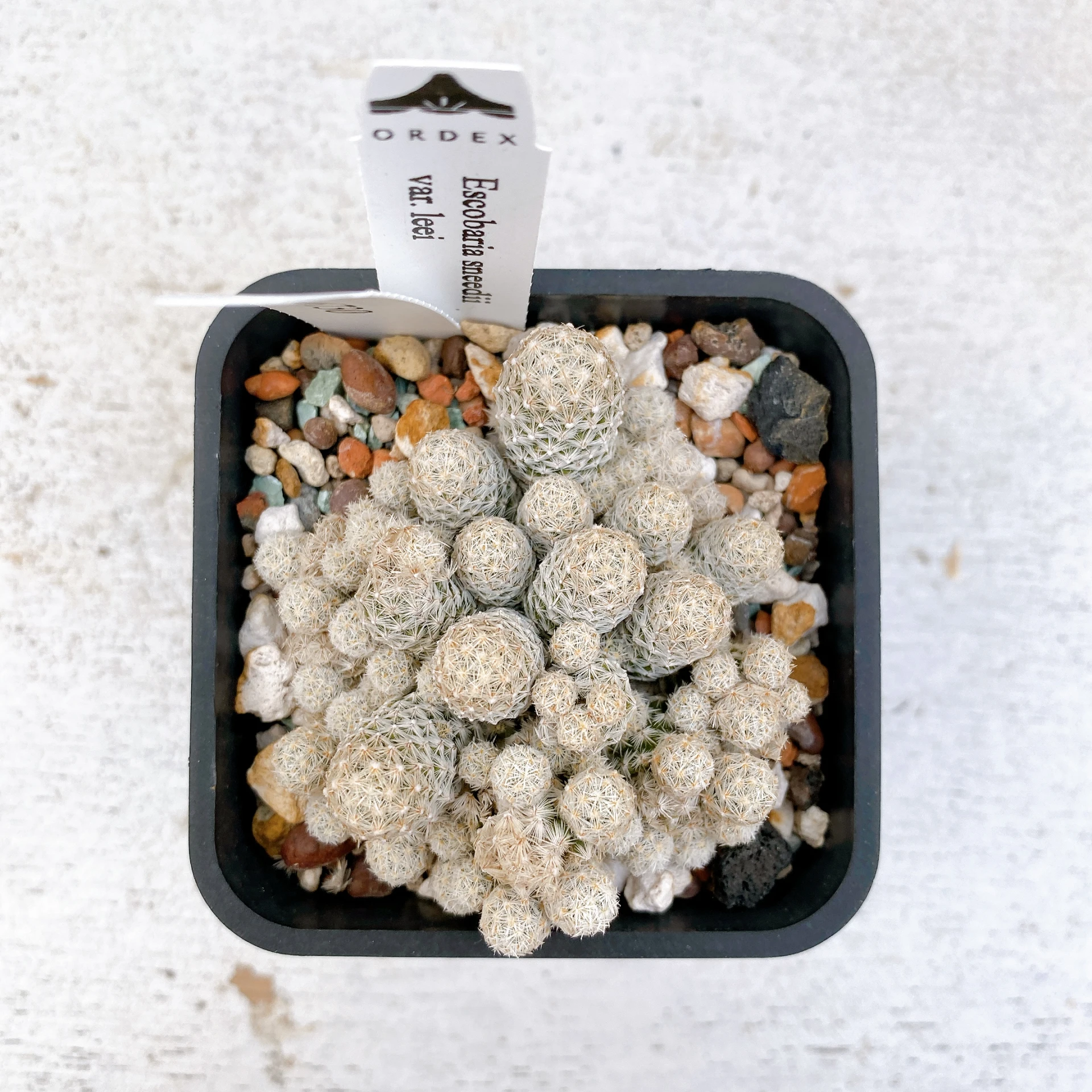 孤雁丸LEE Escobaria sneedii var. leei CA-6730