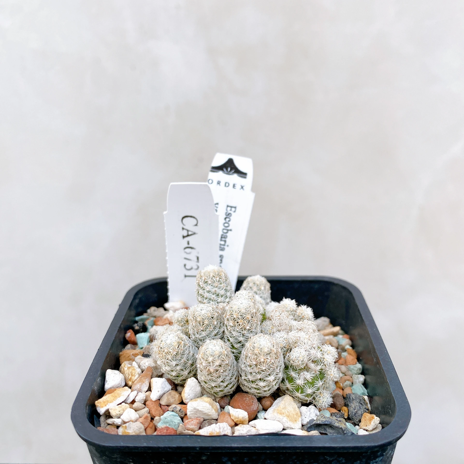 孤雁丸LEE Escobaria sneedii var. leei CA-6731