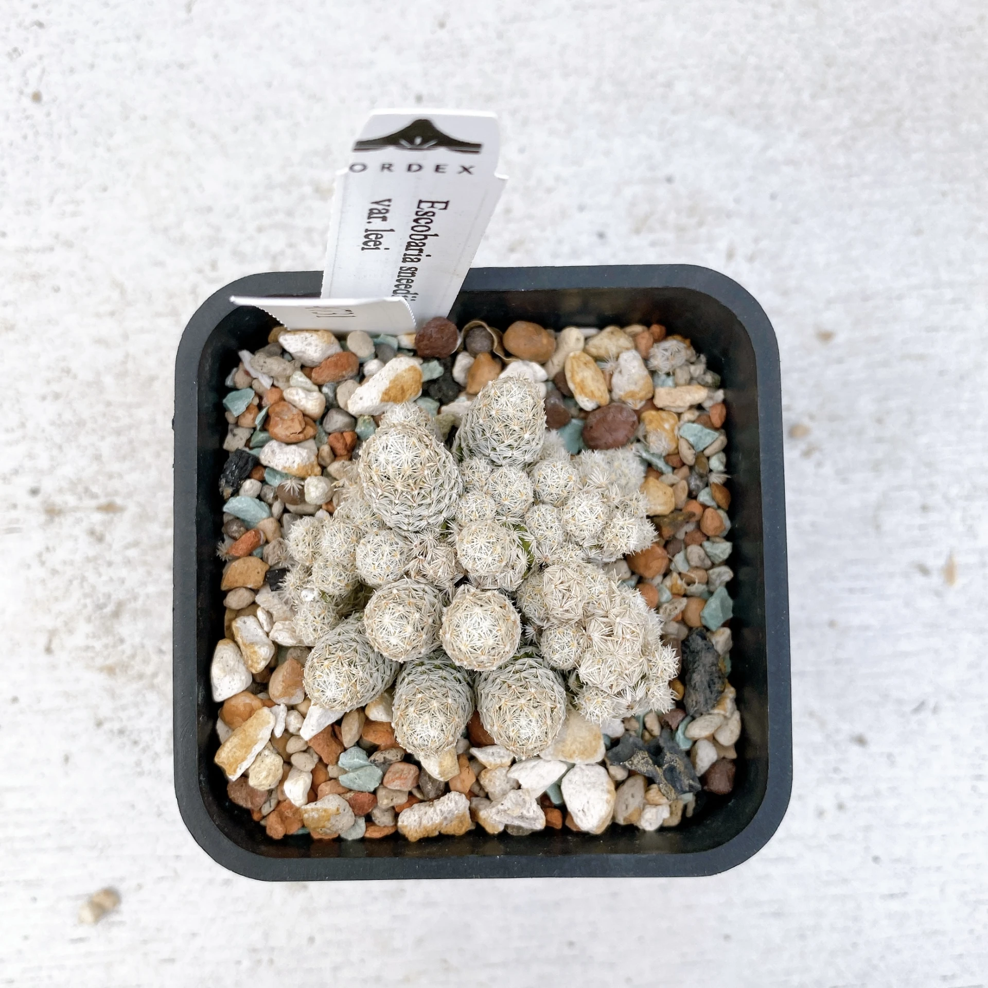 孤雁丸LEE Escobaria sneedii var. leei CA-6731