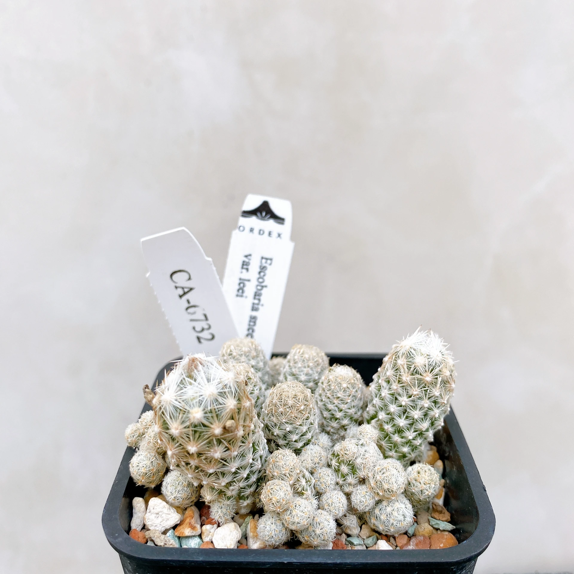 孤雁丸LEE Escobaria sneedii var. leei CA-6732