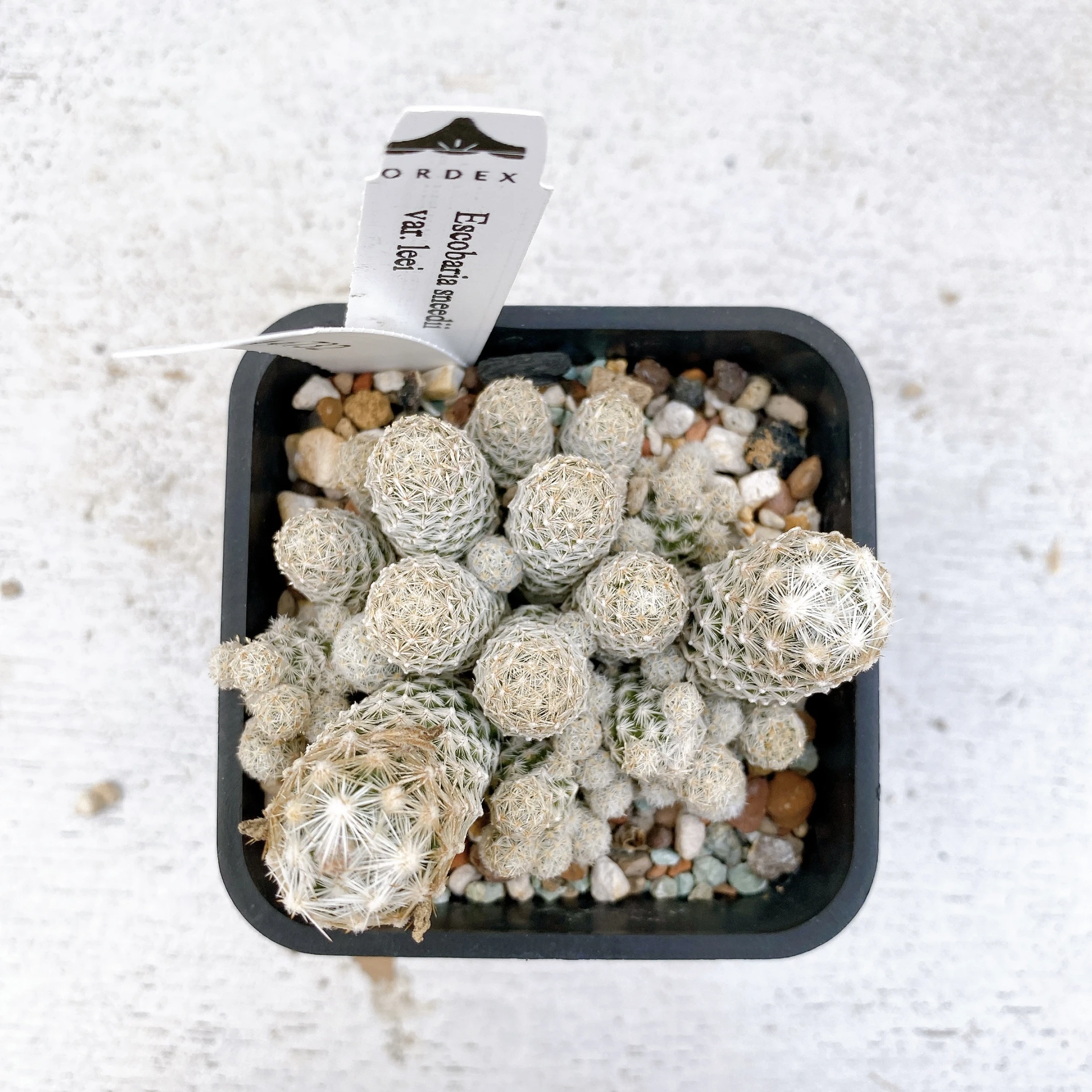 孤雁丸LEE Escobaria sneedii var. leei CA-6732