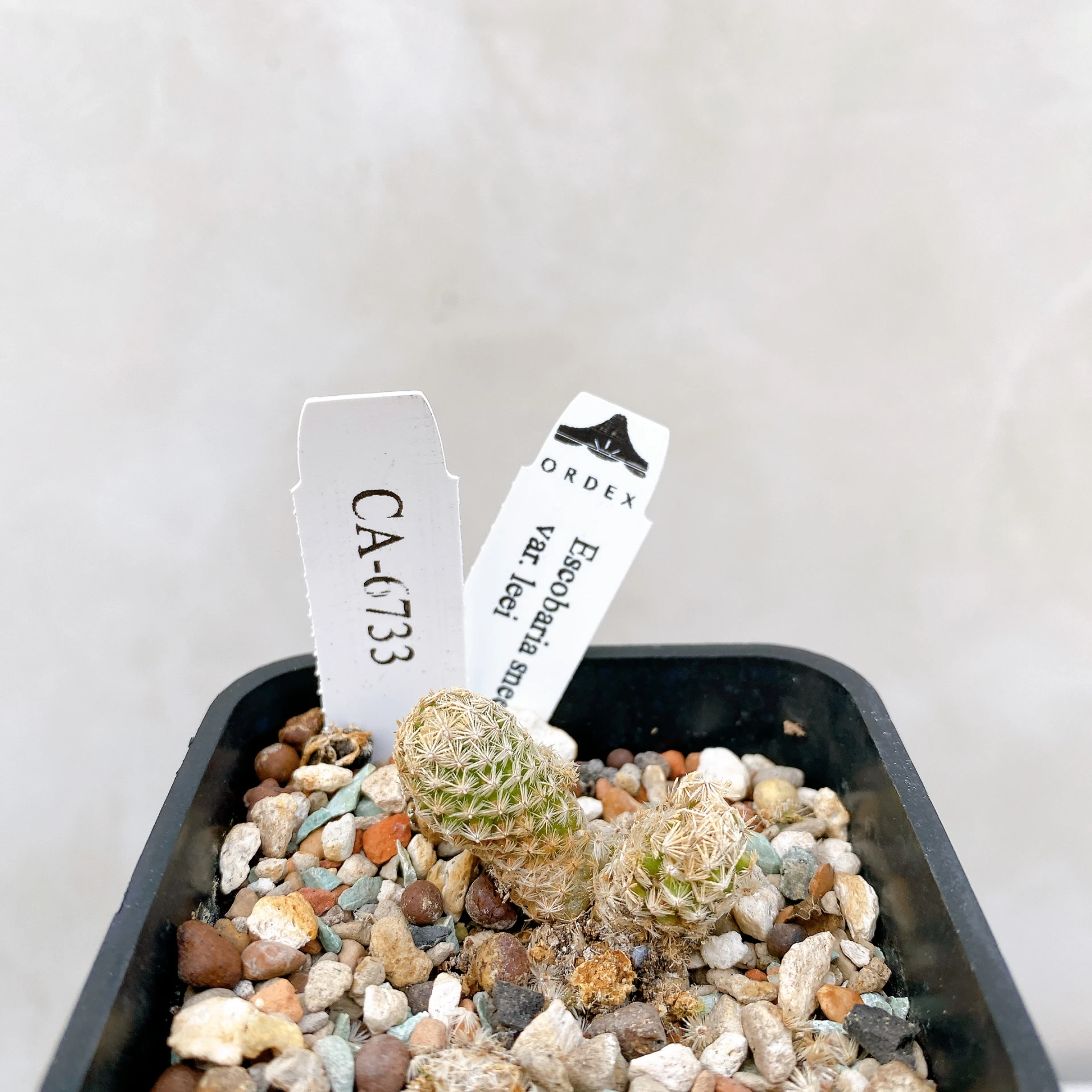孤雁丸LEE Escobaria sneedii var. leei CA-6733