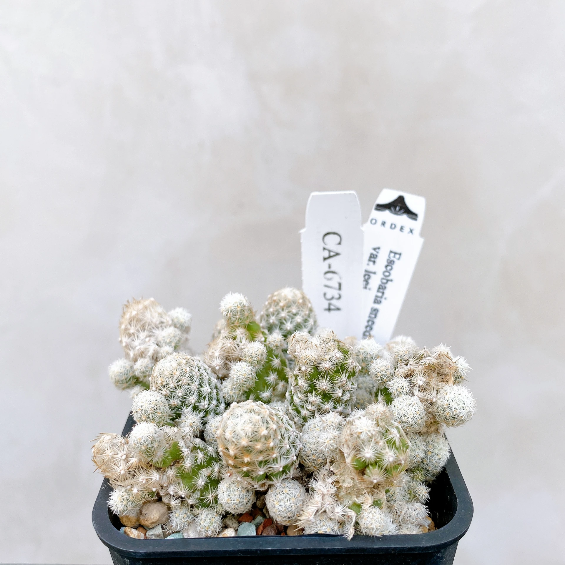 孤雁丸LEE Escobaria sneedii var. leei CA-6734