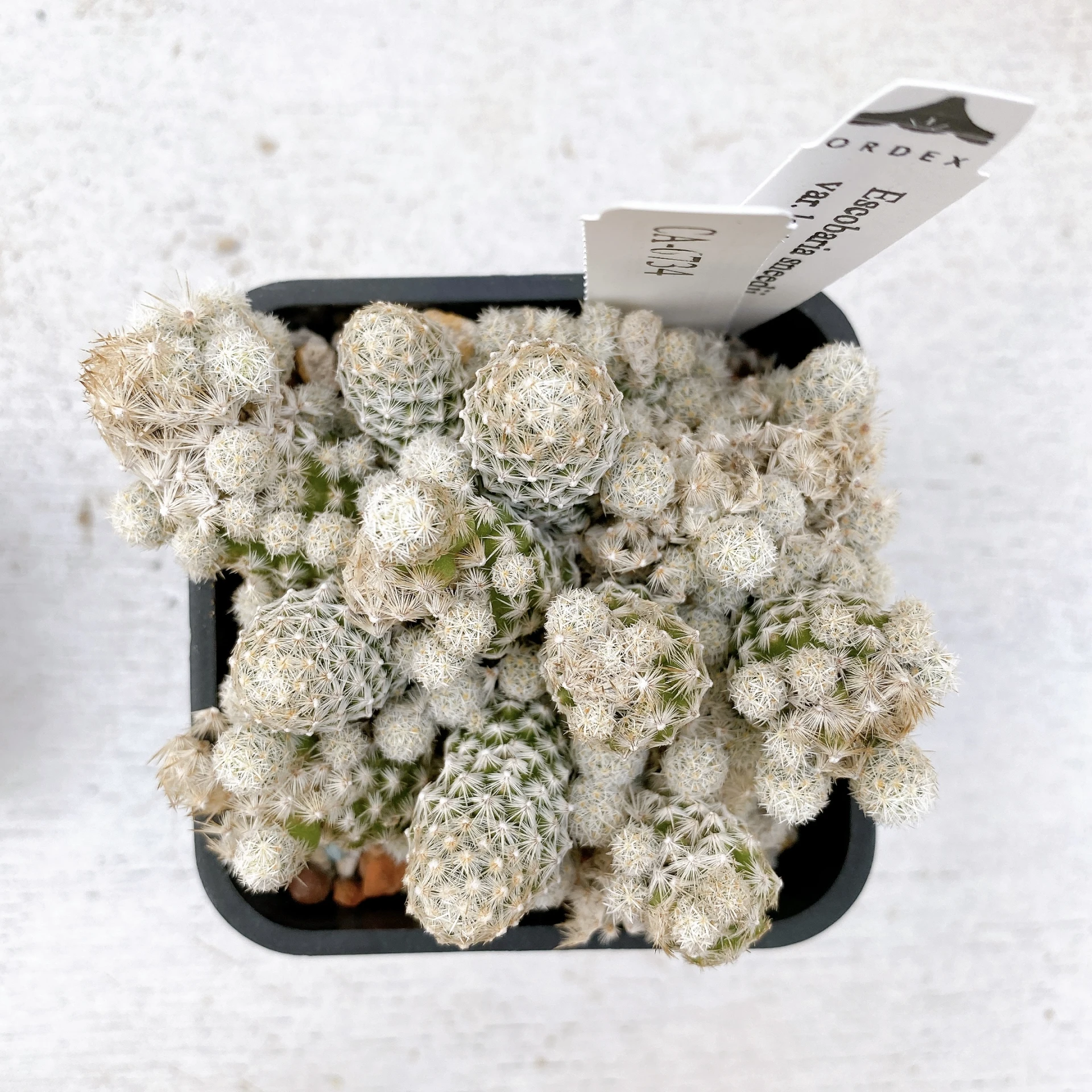 孤雁丸LEE Escobaria sneedii var. leei CA-6734