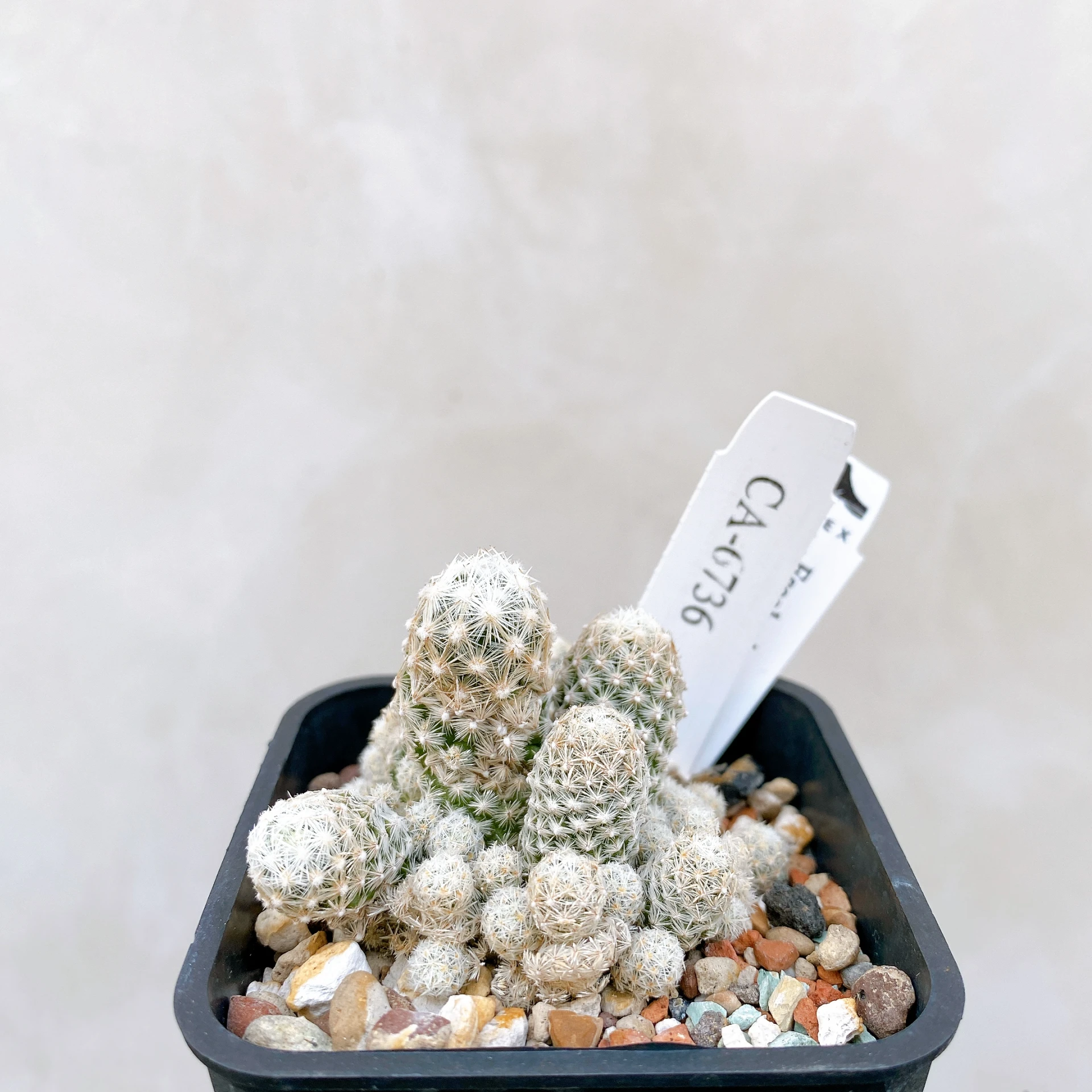 孤雁丸LEE Escobaria sneedii var. leei CA-6736
