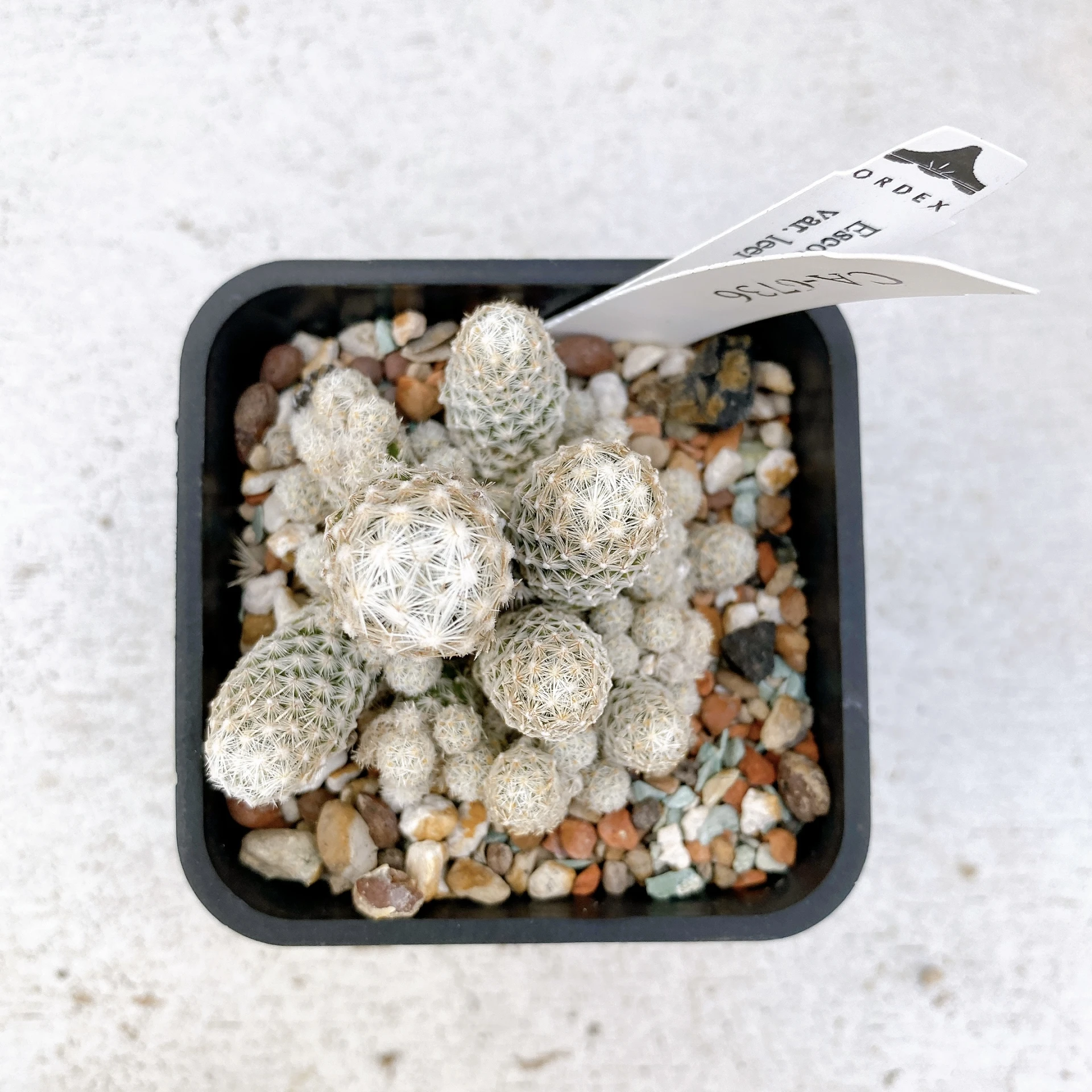 孤雁丸LEE Escobaria sneedii var. leei CA-6736