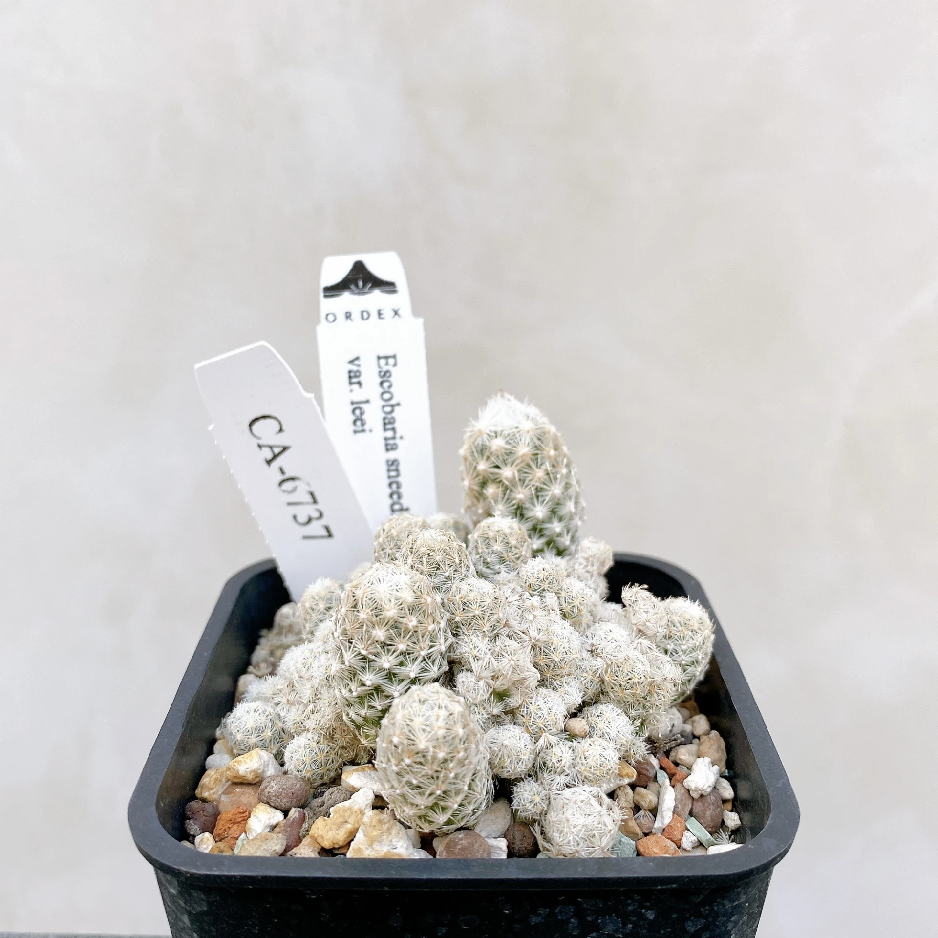 孤雁丸LEE Escobaria sneedii var. leei CA-6737