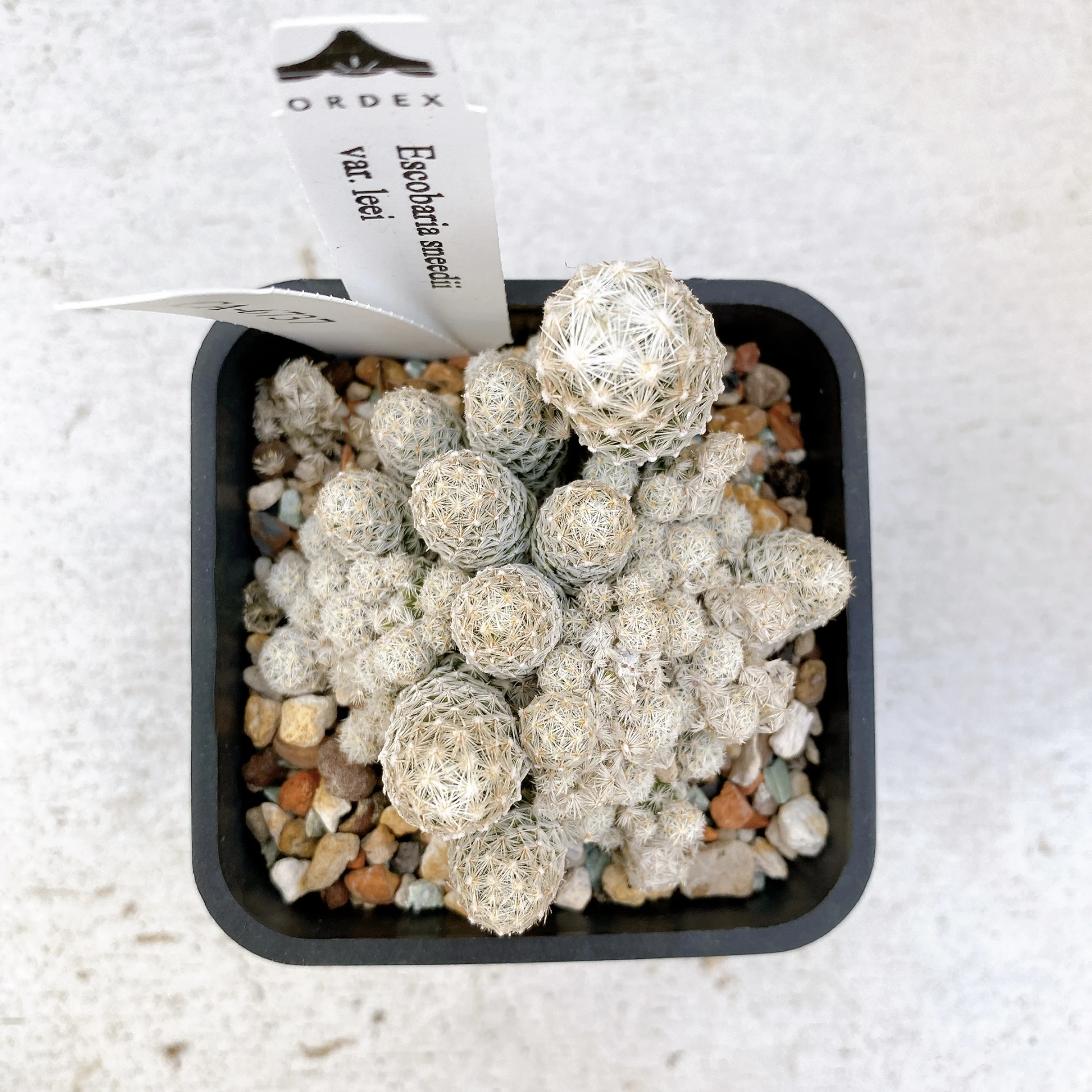 孤雁丸LEE Escobaria sneedii var. leei CA-6737