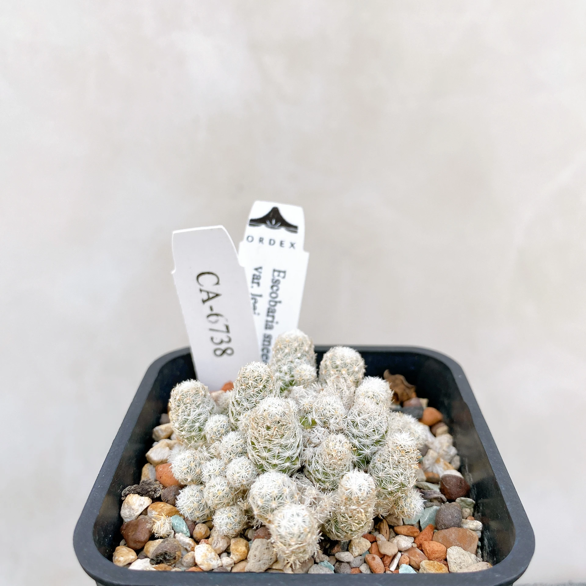 孤雁丸LEE Escobaria sneedii var. leei CA-6738