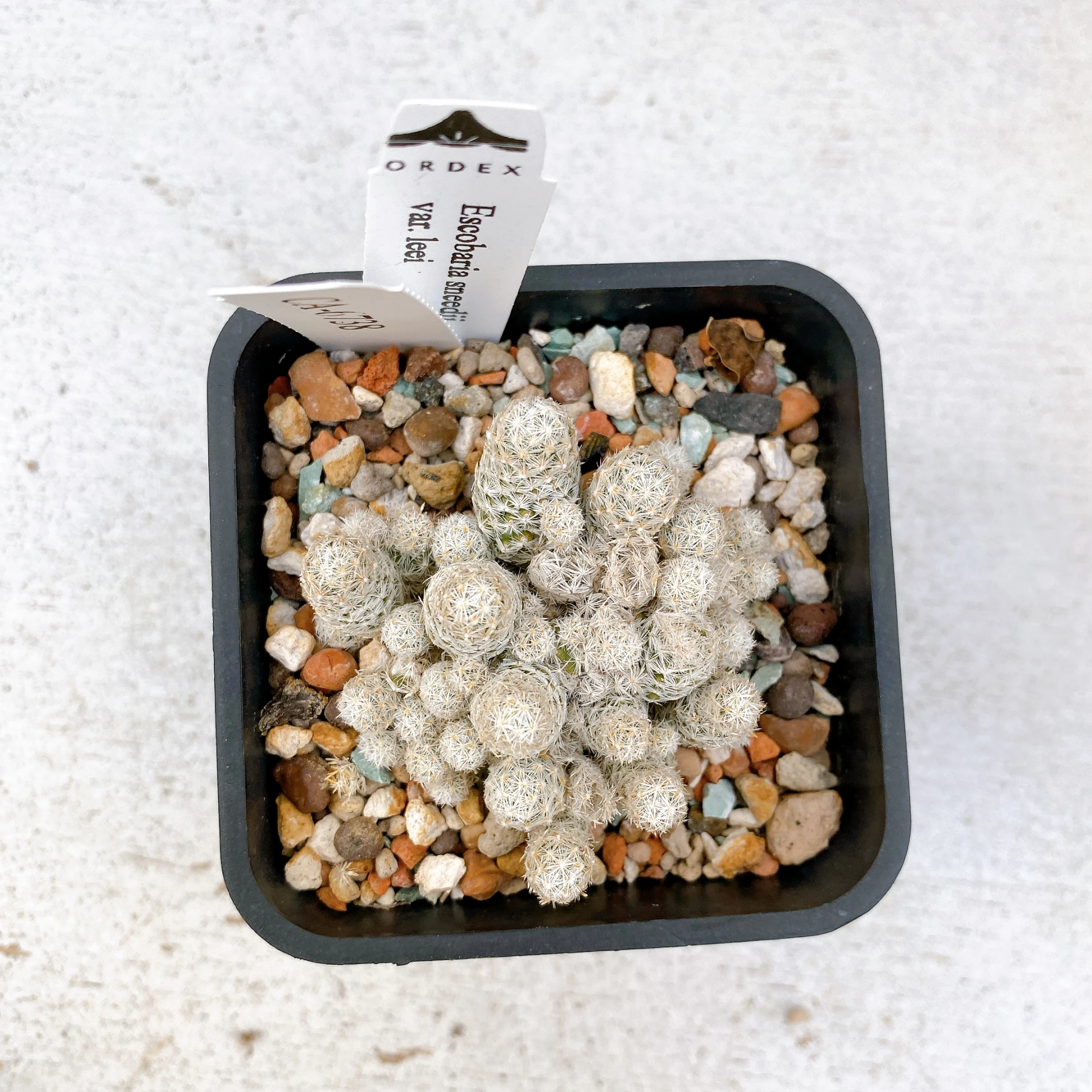 孤雁丸LEE Escobaria sneedii var. leei CA-6738