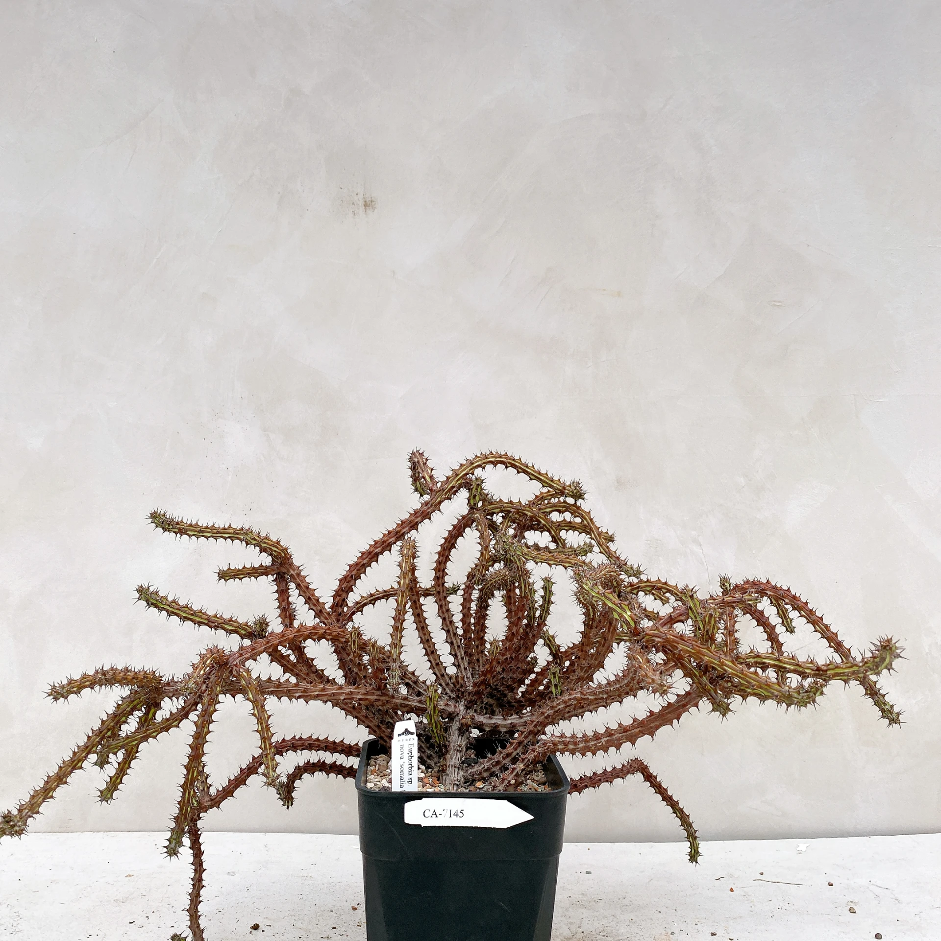 浮雕麒麟 Euphorbia sp. nova ‘somalia hordio’ CA-7145