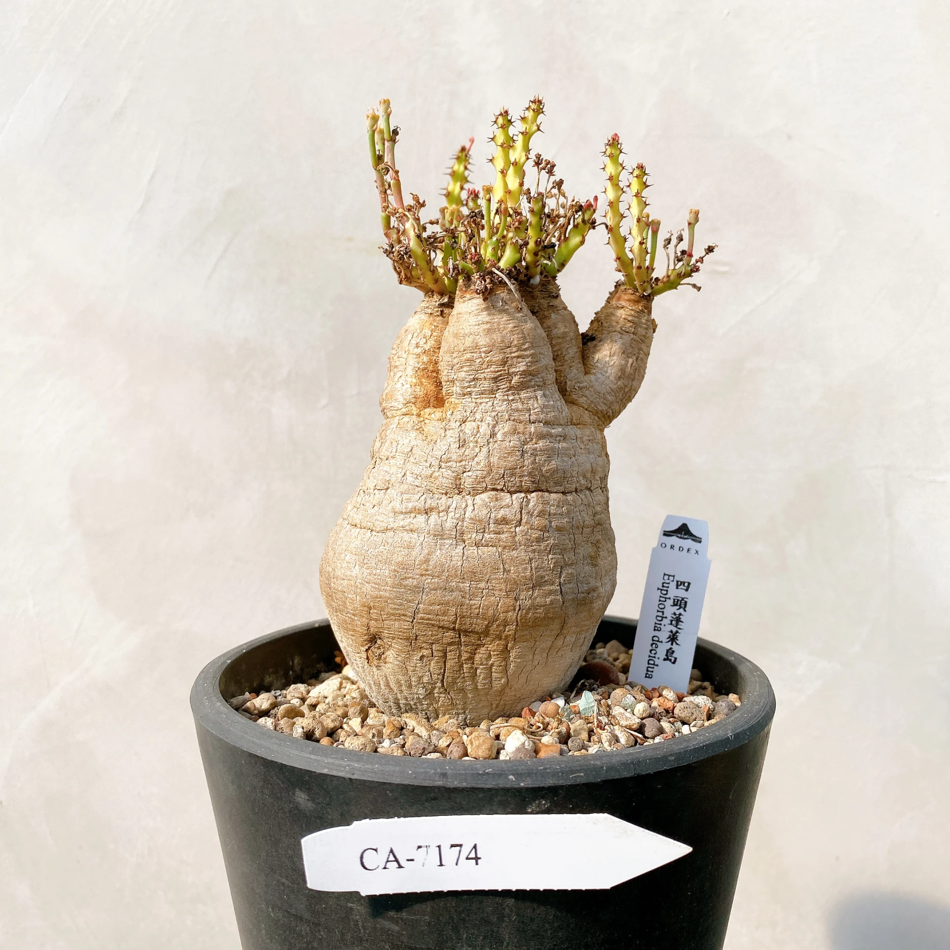四頭蓬萊島 Euphorbia decidua CA-7174