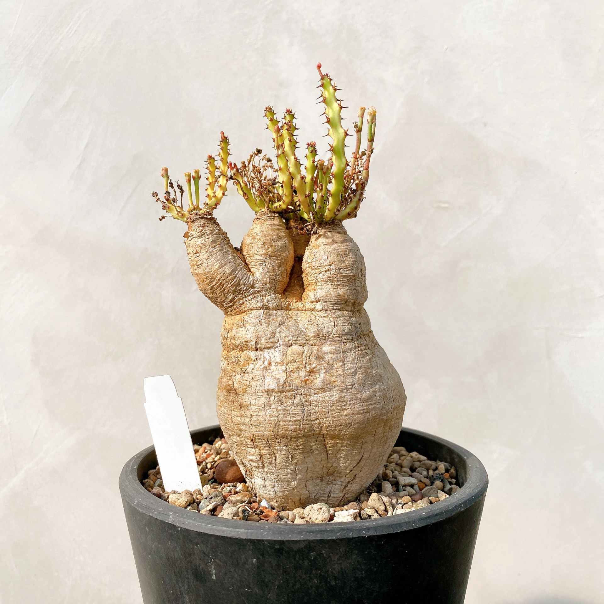 四頭蓬萊島 Euphorbia decidua CA-7174