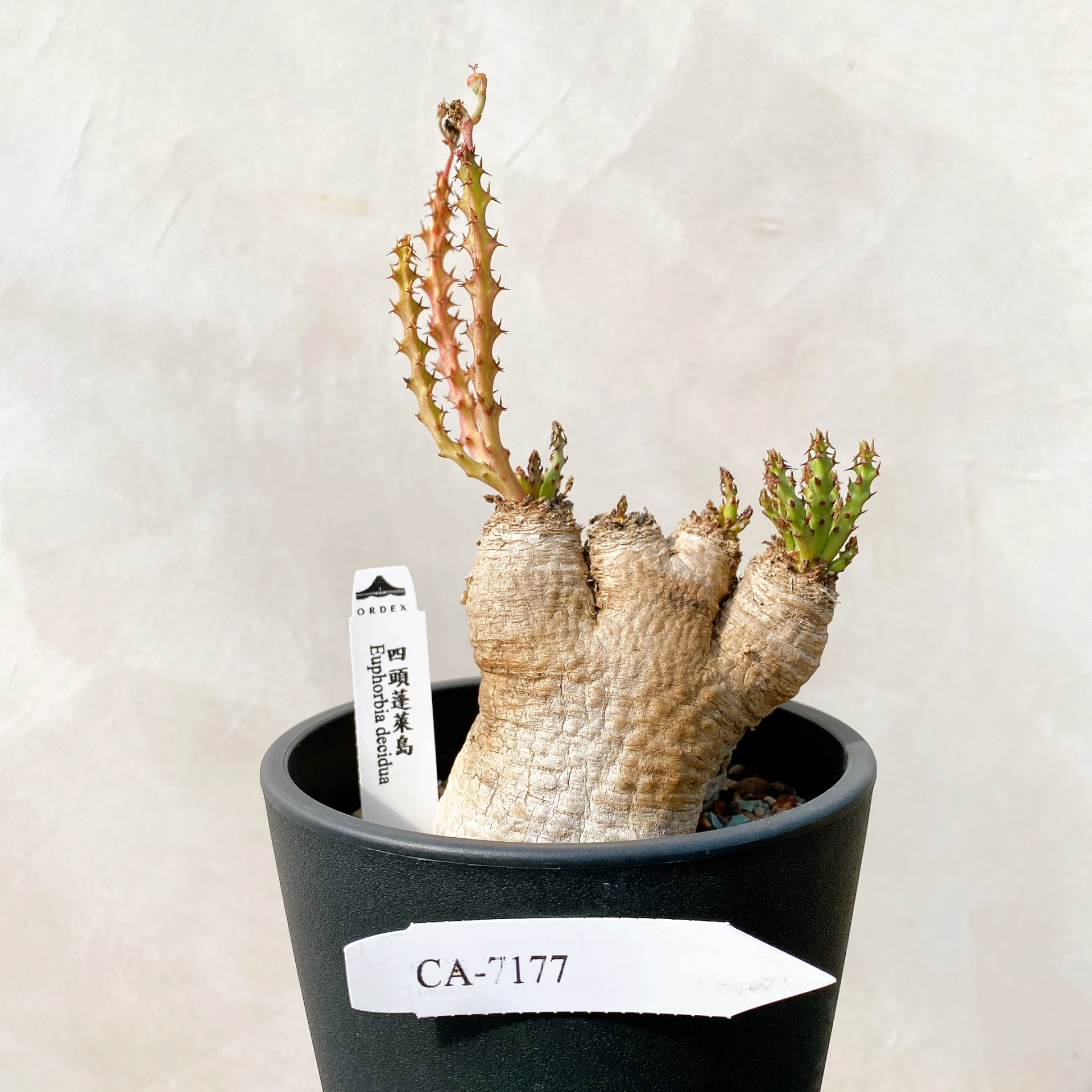 蓬萊島ORDEX 原生