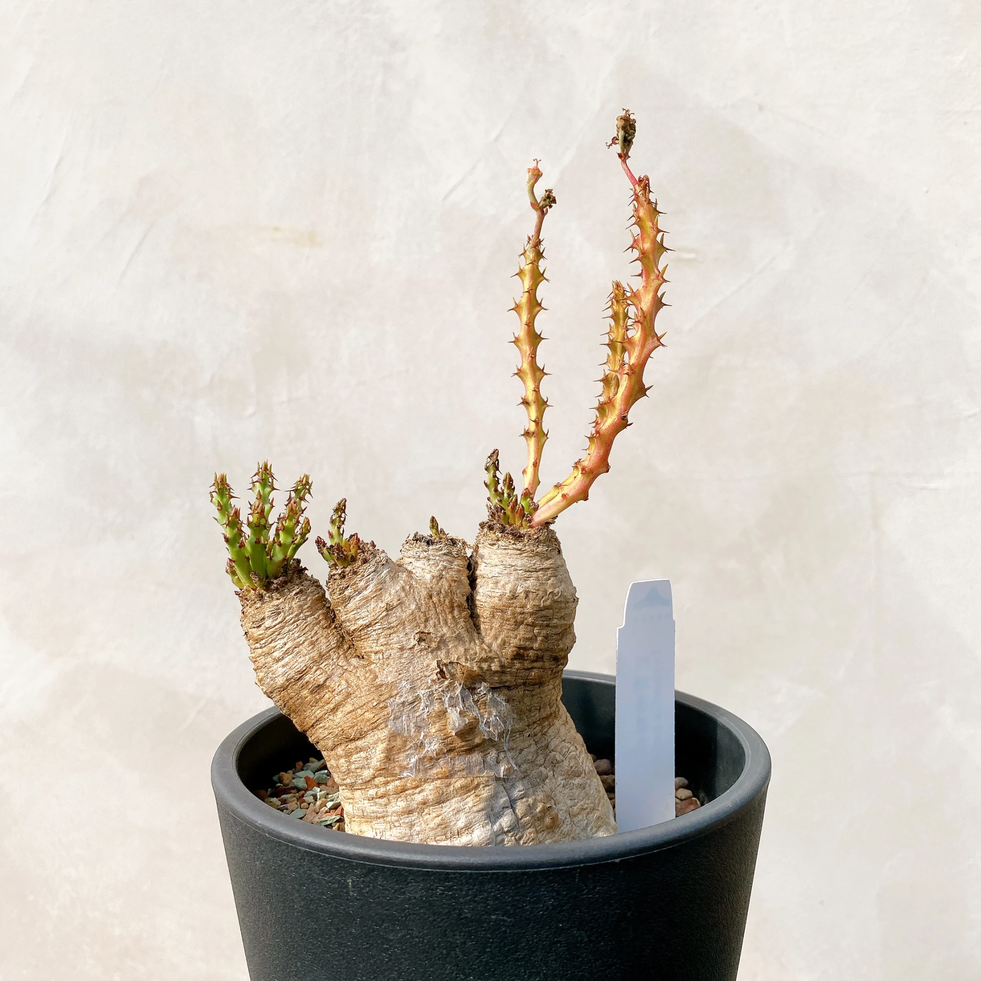 四頭蓬萊島 Euphorbia decidua CA-7177
