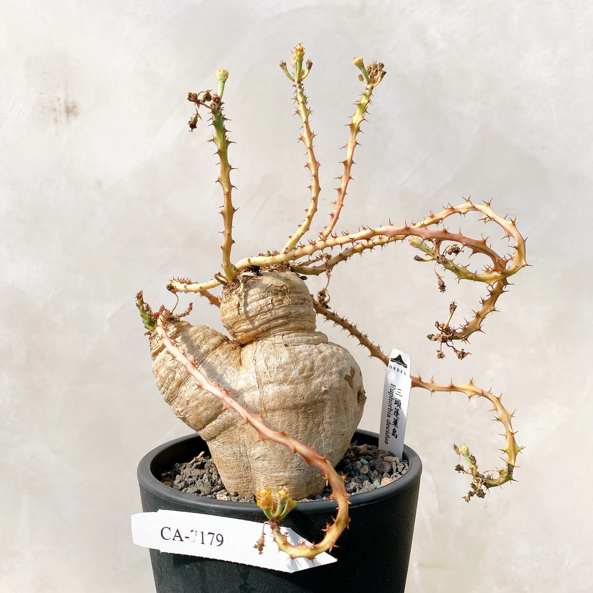 蓬萊島ORDEX 原生