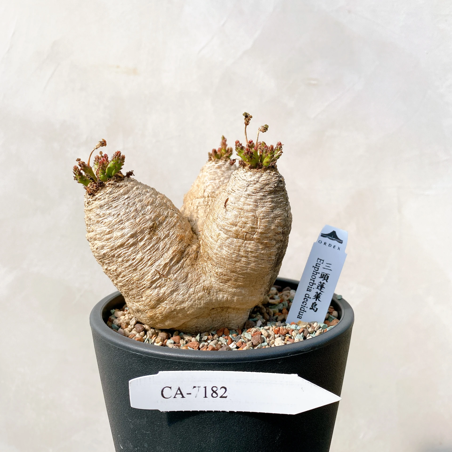 多頭 3 ○09/30到着 Euphorbia decidua 蓬莱島 ユーフォルビア