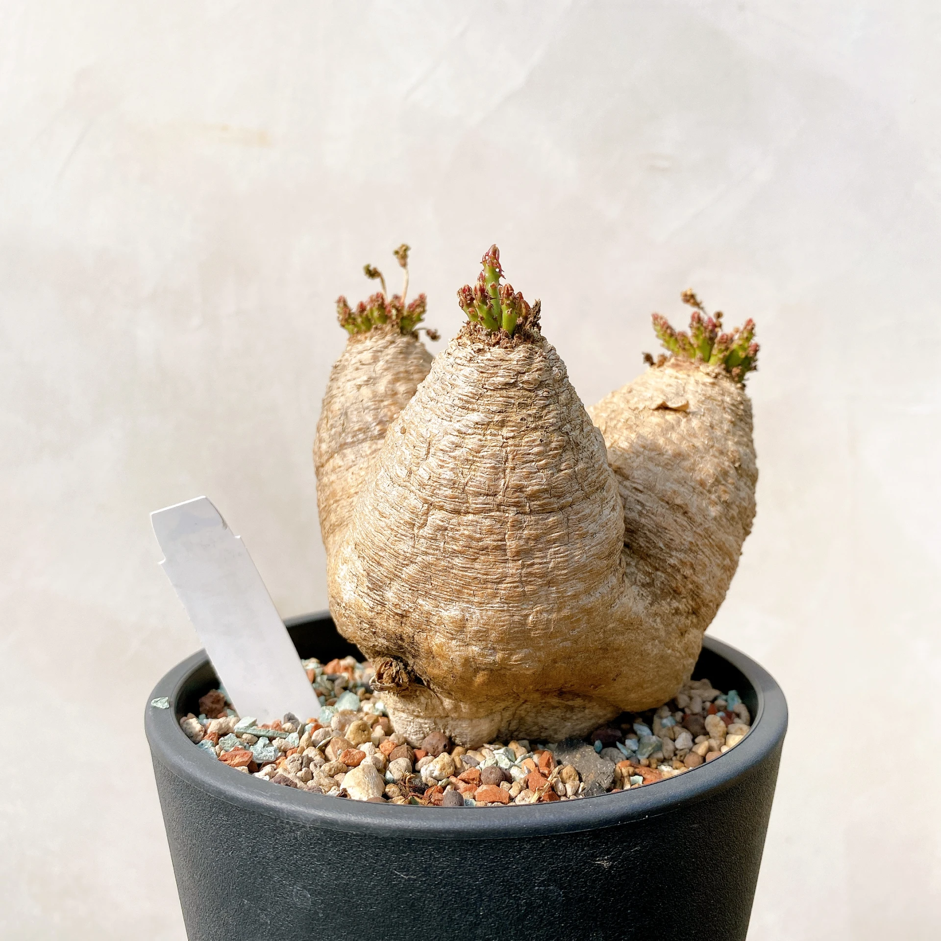 三頭蓬萊島 Euphorbia decidua CA-7182