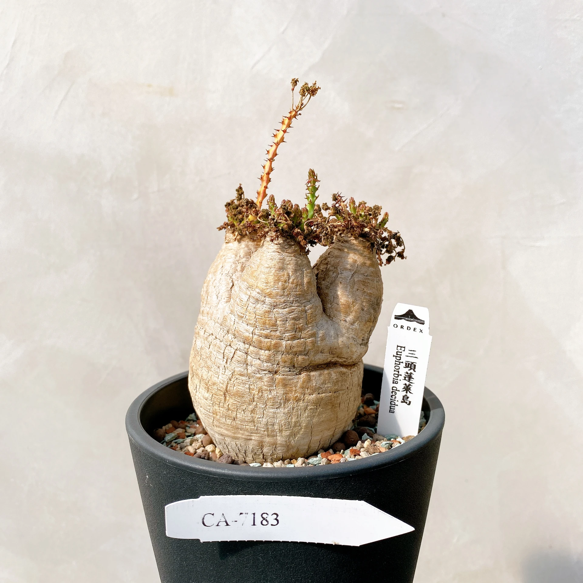 蓬萊島ORDEX 原生