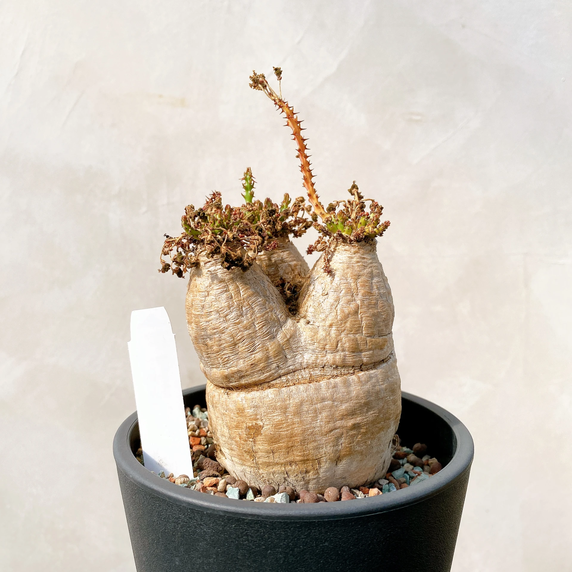 decidua Euphorbia miniart ROBIN 羅本製所 ユーフォルビア  デシドゥア 塊根植物・コーデックス