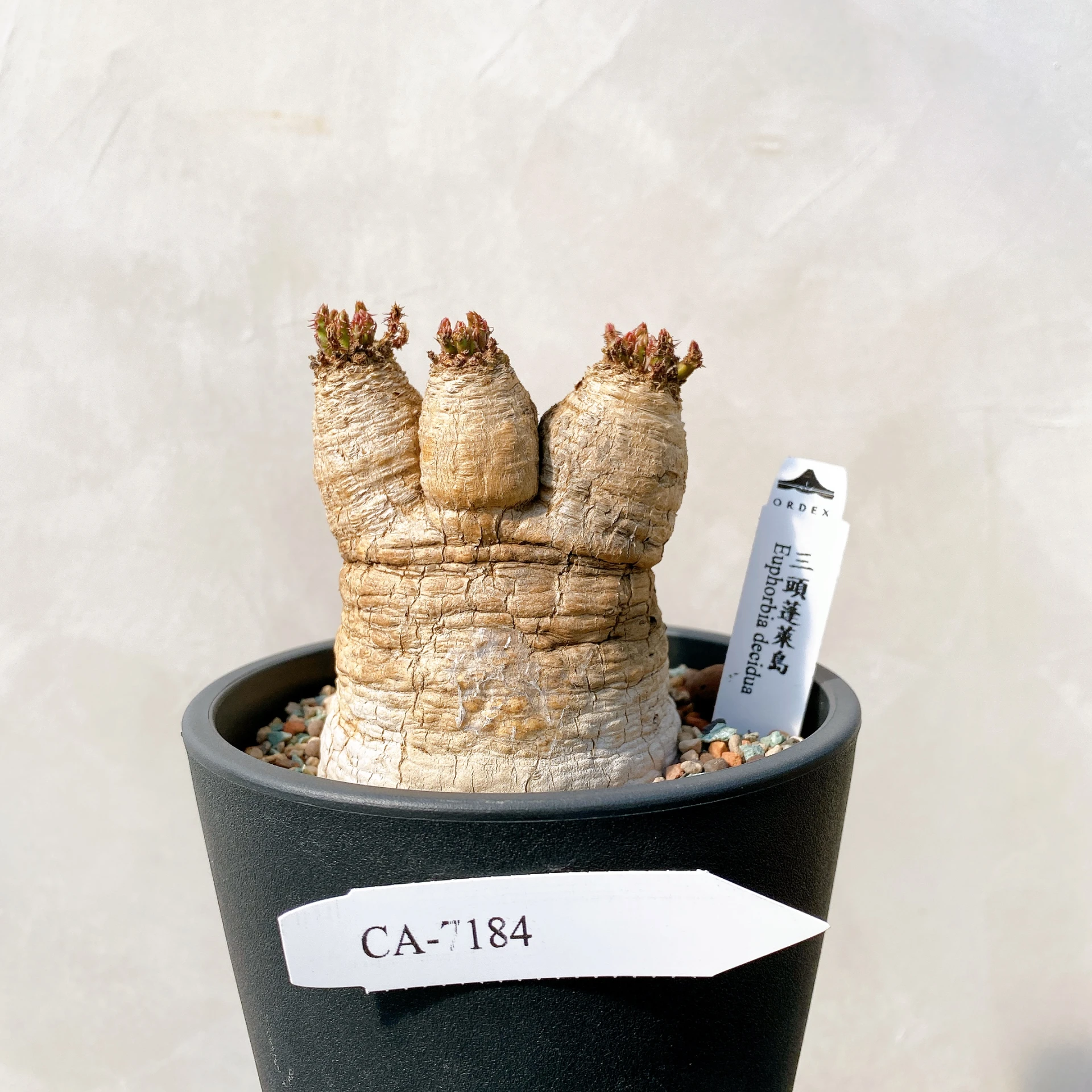 蓬萊島ORDEX 原生