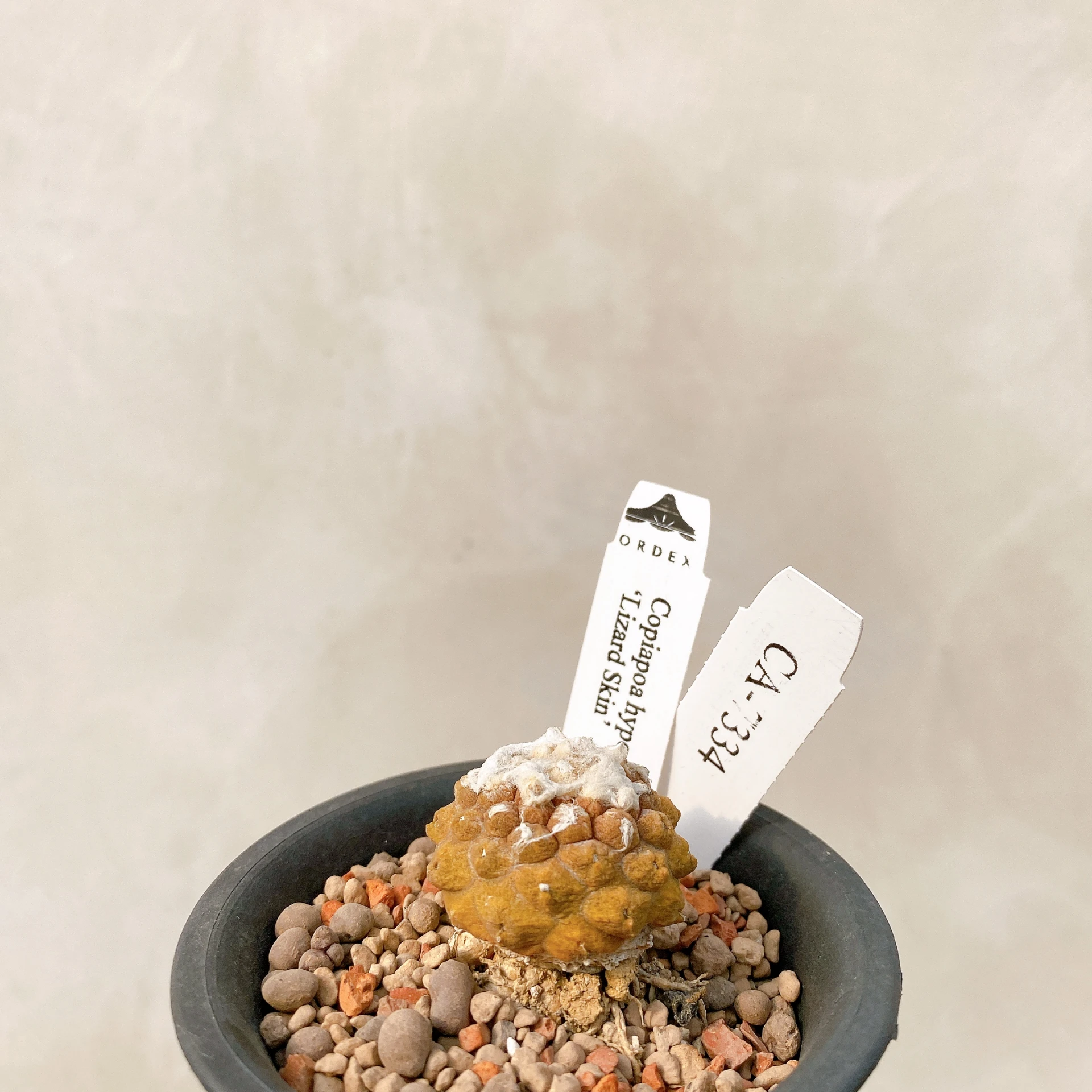 蜥蜴皮 Copiapoa hypogaea ‘Lizard Skin’ CA-7334